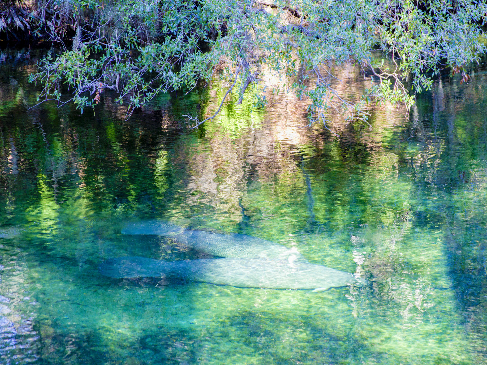 28034 nature, manatees blue springs .jpg