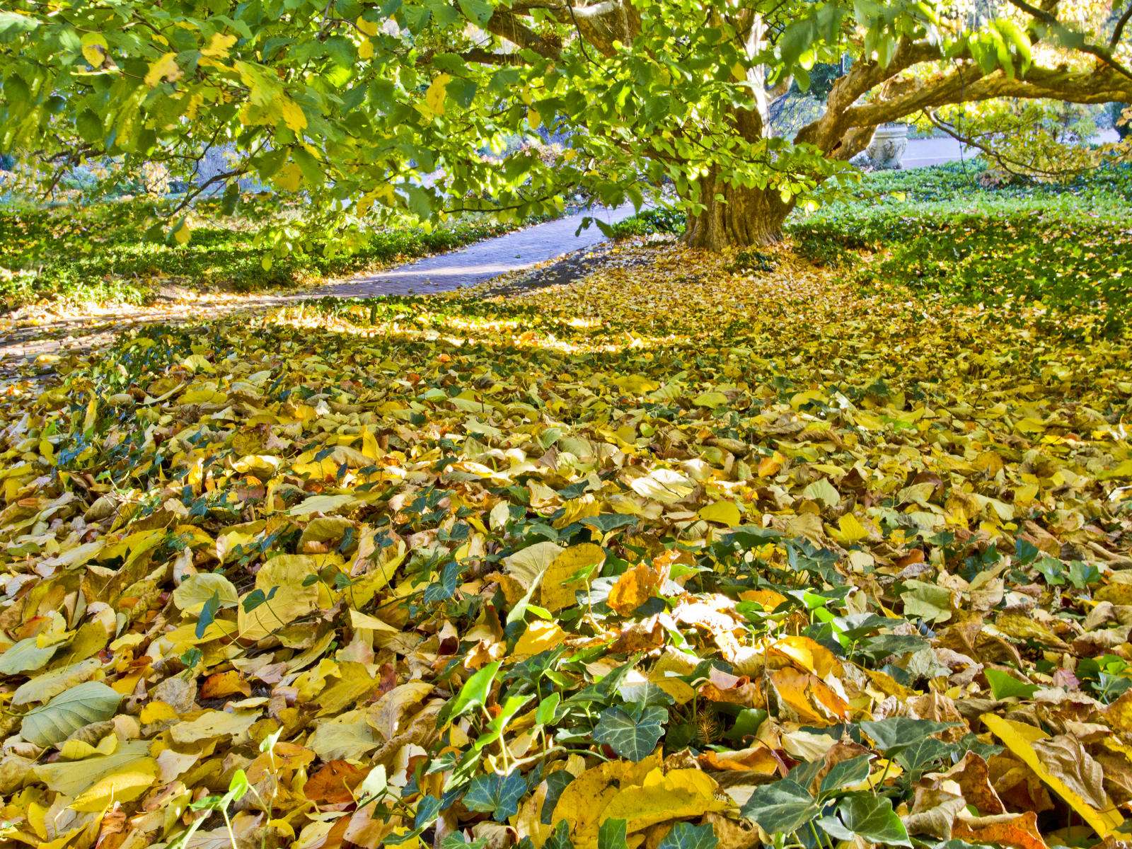32030  nature, path, carolina  fall   .jpg