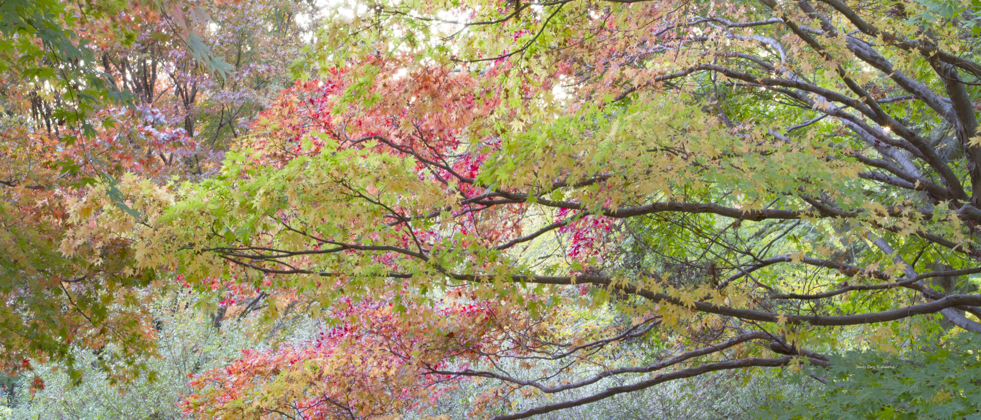 32076p nature, fall color change, .jpg