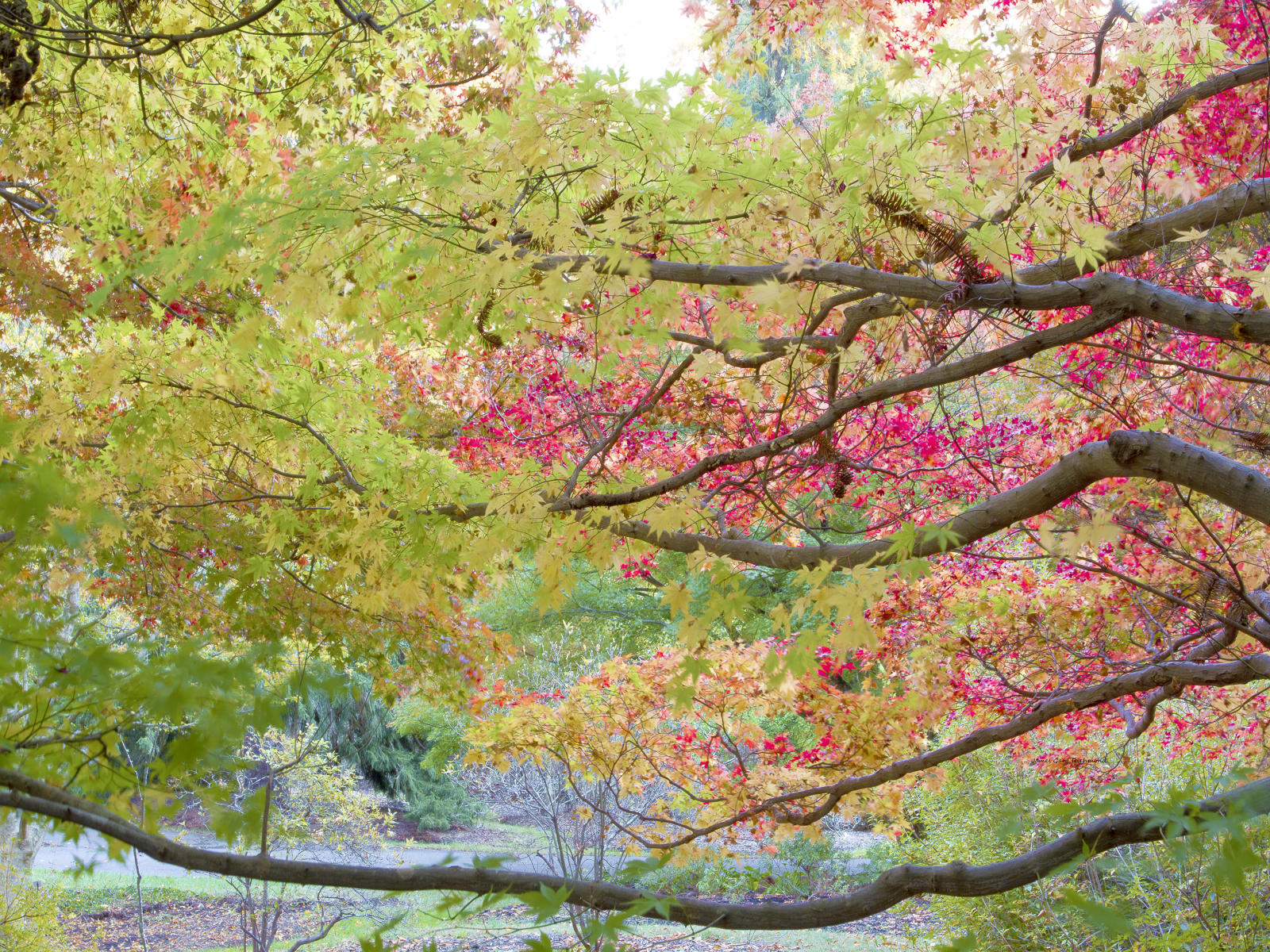 32079 nature, fall leaf change, .jpg