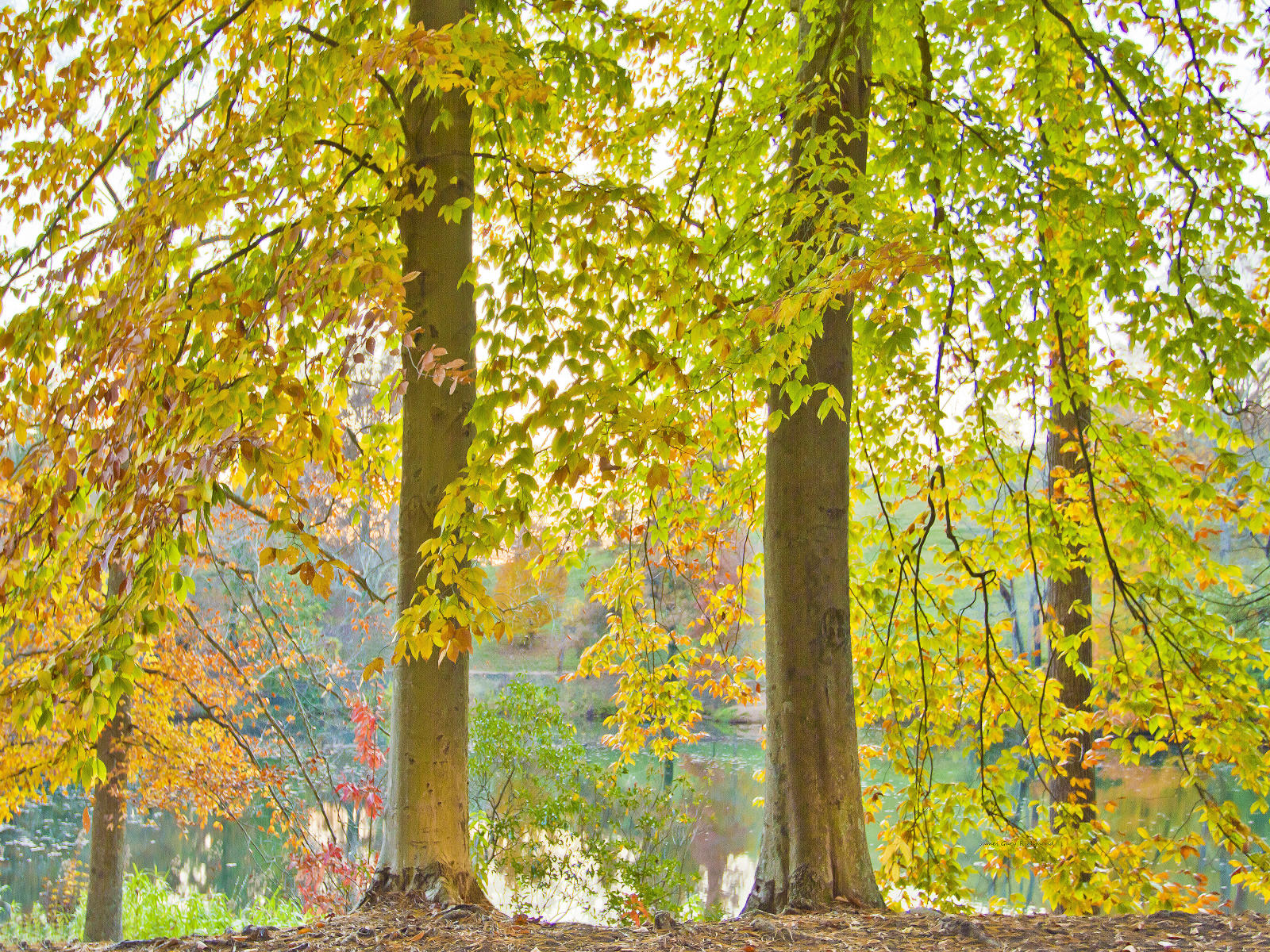 32102  nature, lake, fall leaf change, .jpg