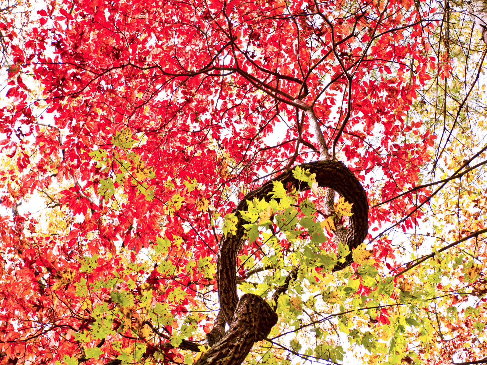 32109 nature,  fall in the carolinas .jpg