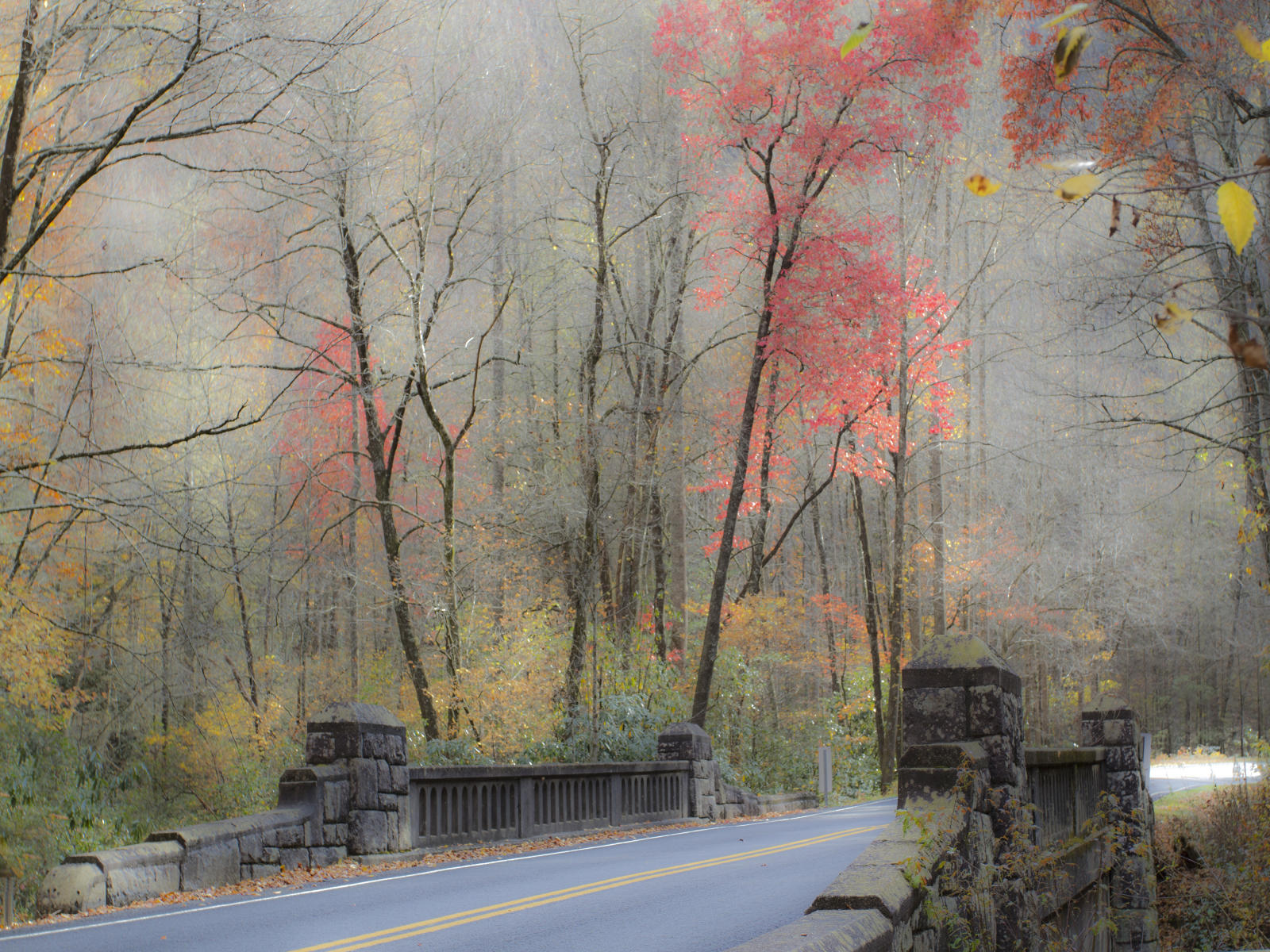 32197 nature, bridge, Carolina Fall .jpg
