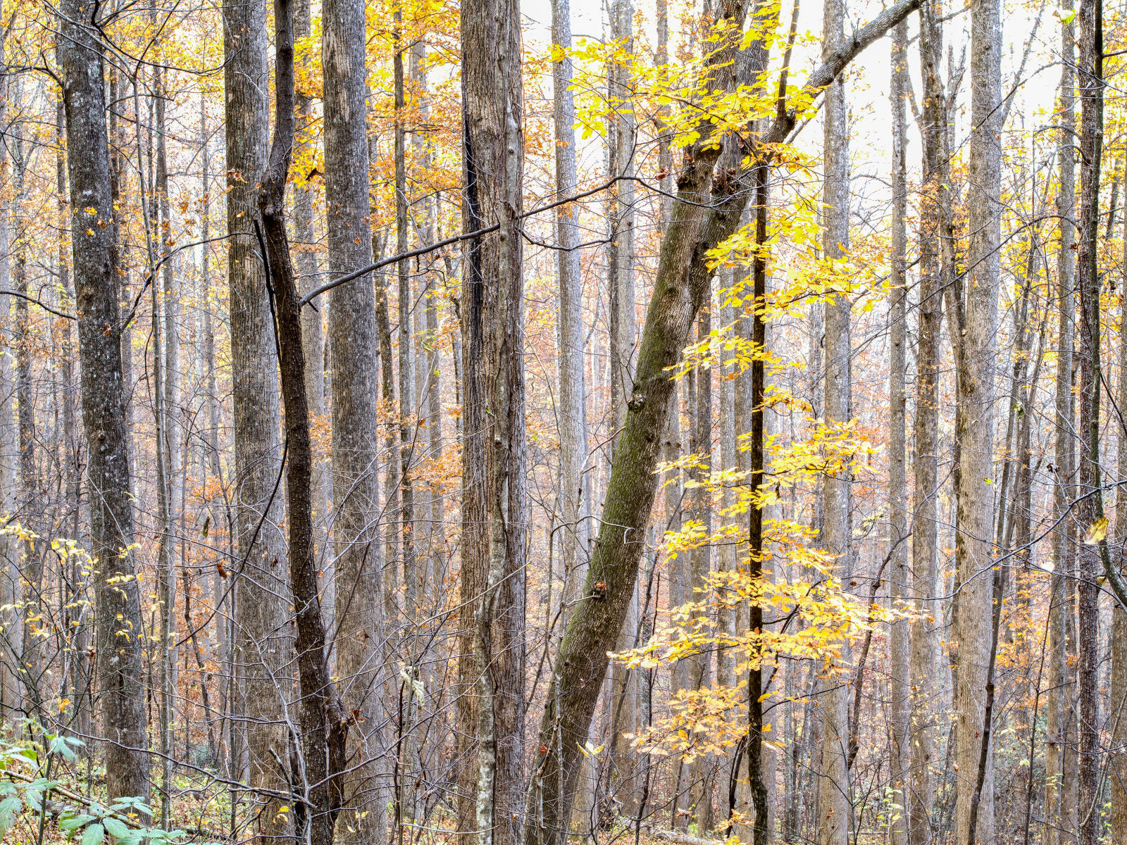 32291 nature, carolina fall leaf change, forest, .jpg