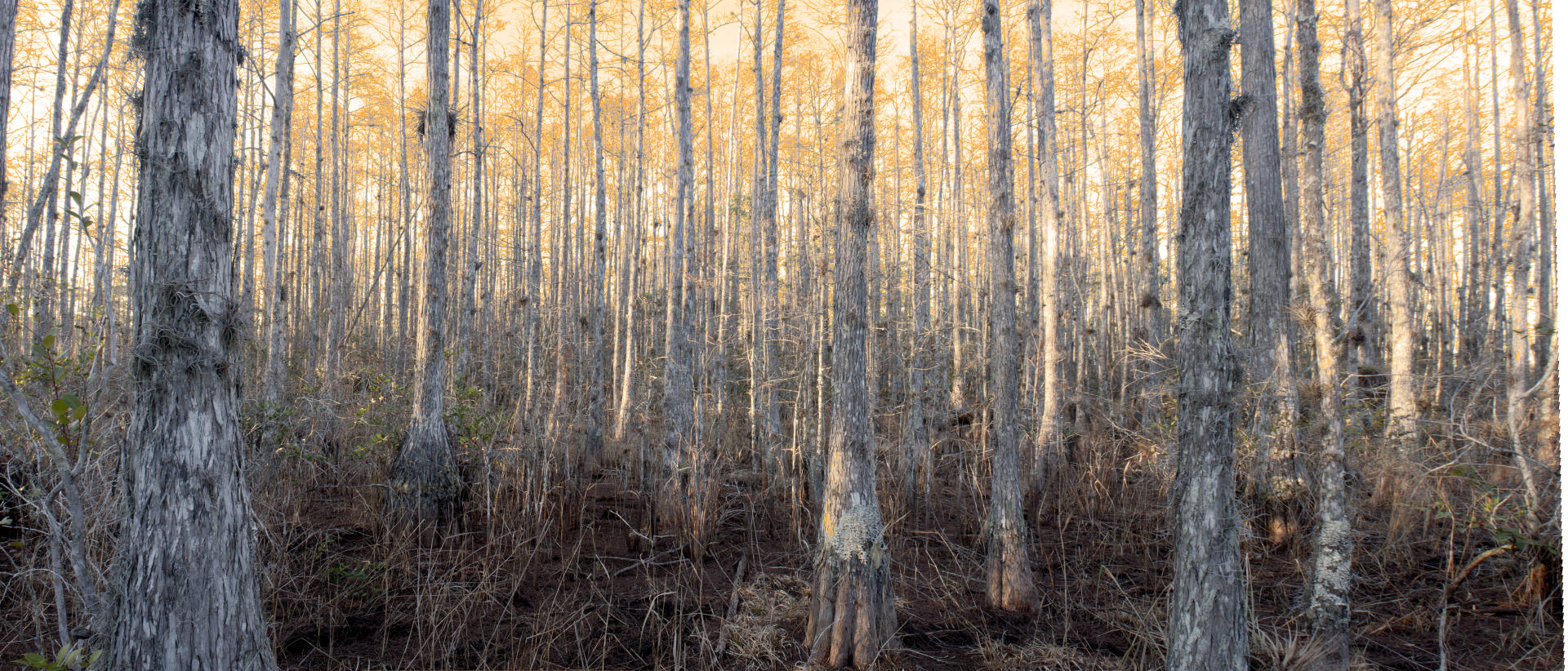 32296p nature, cypress trees, sunset .jpg