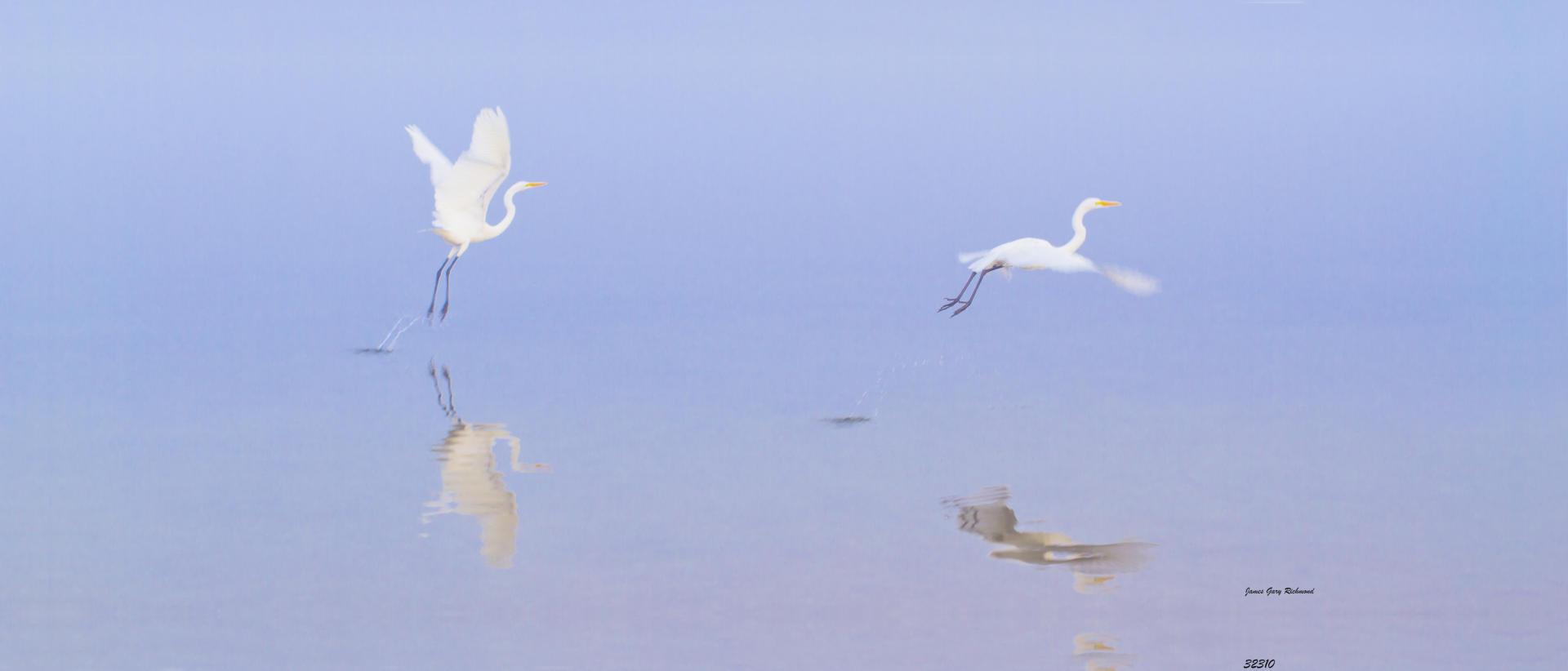 32310p nature, egrets in fog .jpg