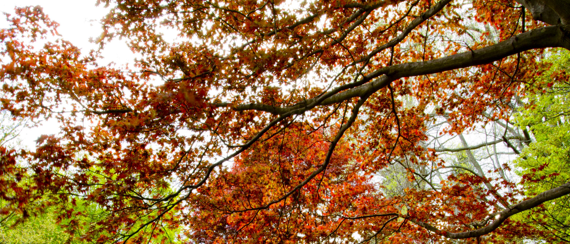 32896p nature, biltmore gardens, leaf change, .jpg