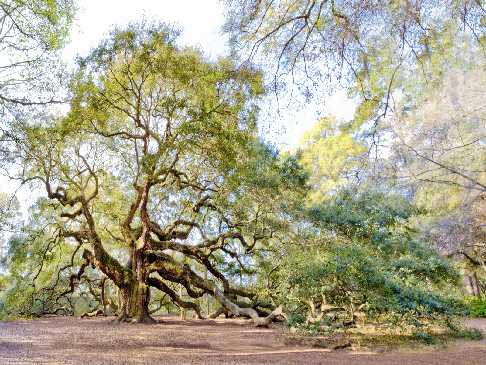 35611 nature, savannah, Angel Oak,  .jpg