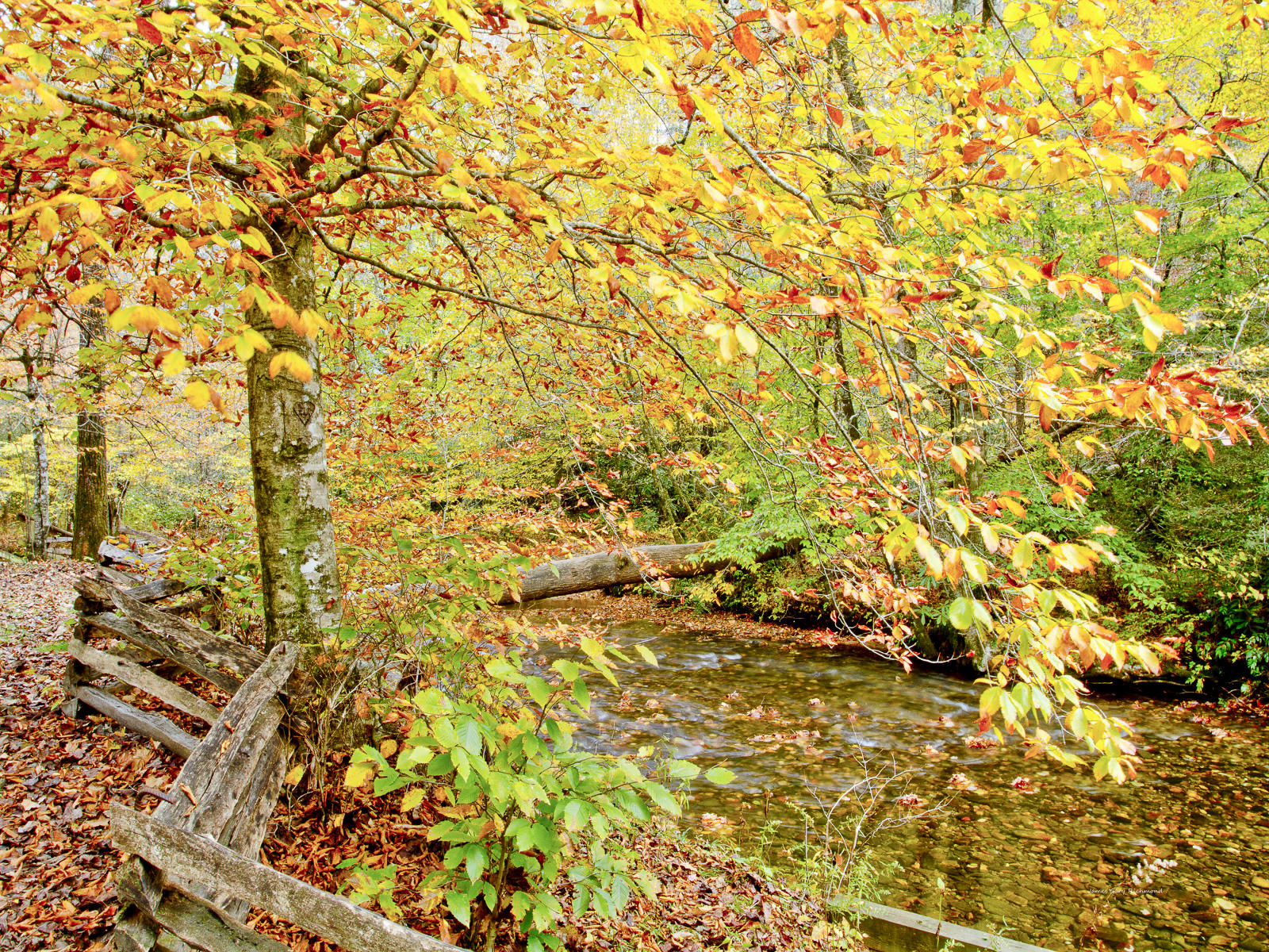 37449 nature,  pisgah forest, N.C., Fall Leaf Change, .jpg