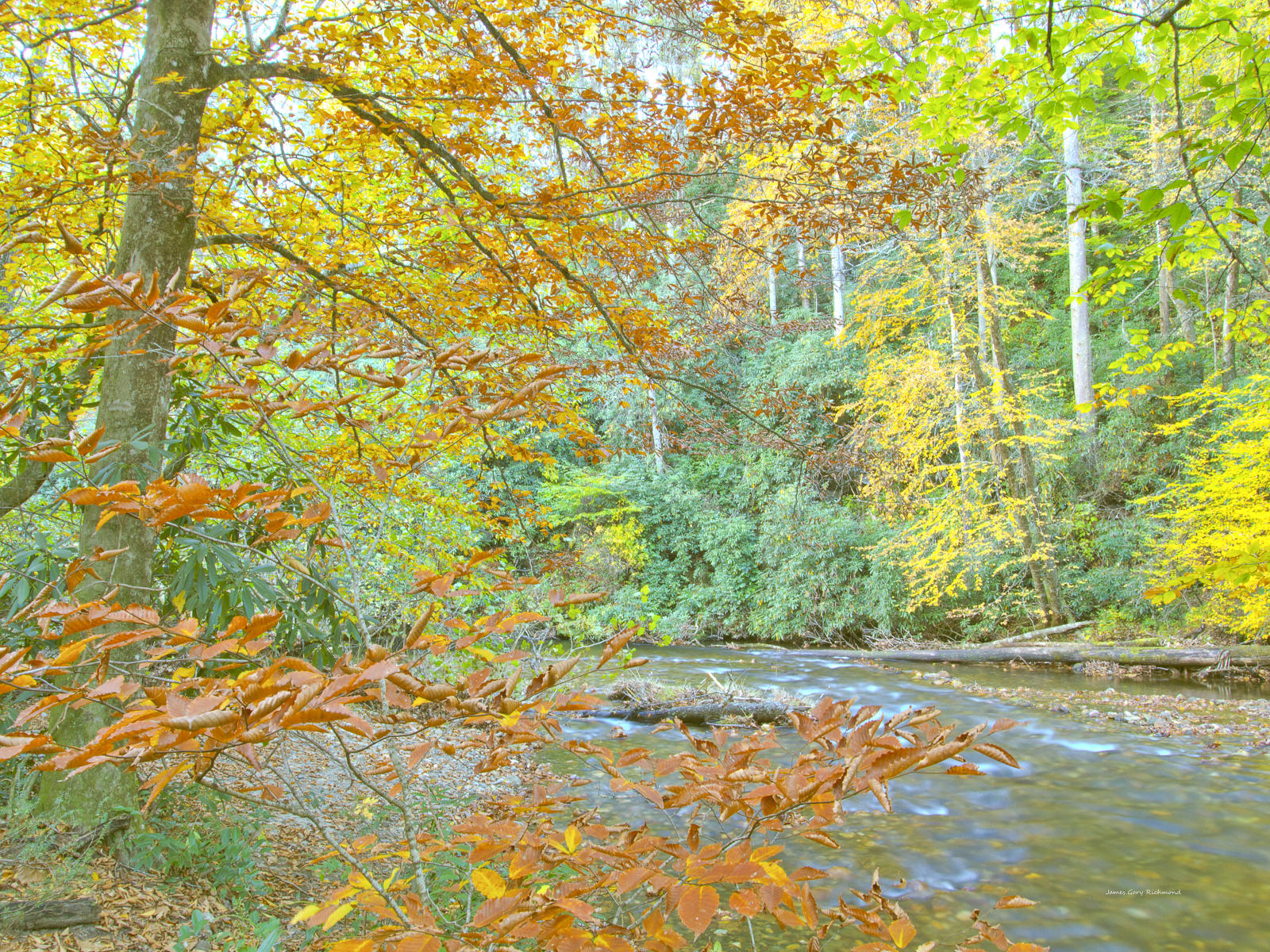 37519 nature, pisgah forest, river, fall color leaf change, .jpg
