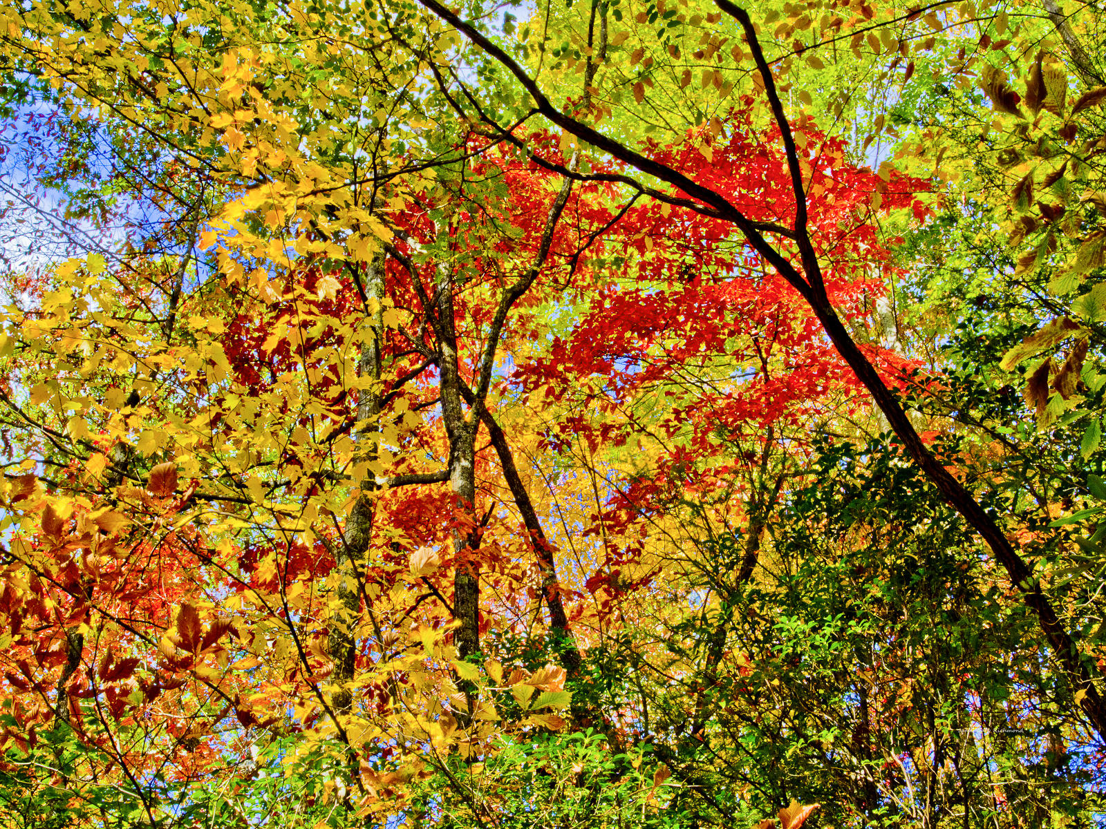 37791 nature, north carolina fall color change .jpg