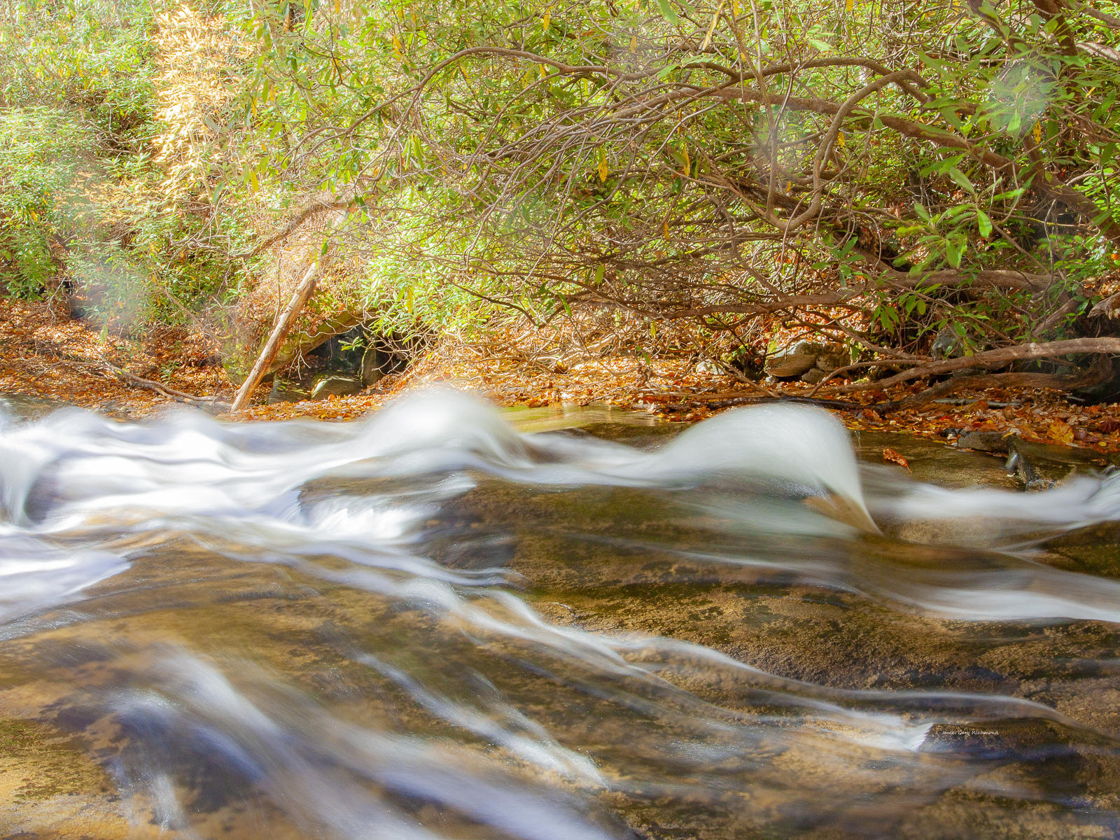 38643 nature, north carolina davidson river detail, nature, .jpg