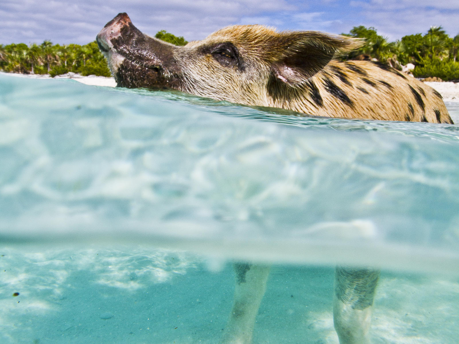 39367 nature,  swimming pigs bahamas .jpg