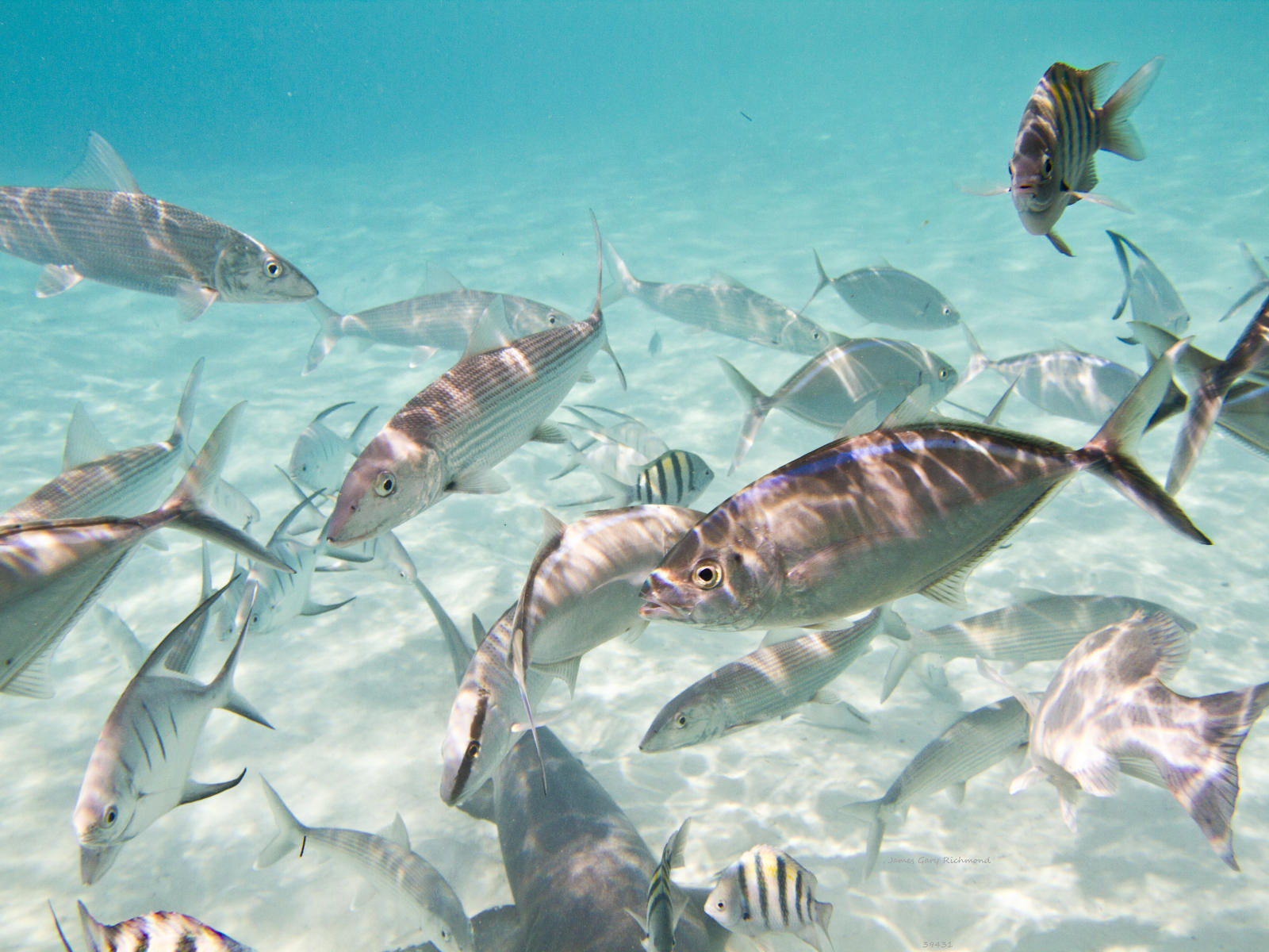 39431 seascape, bahamas,  fish bowl, 9x12.jpg