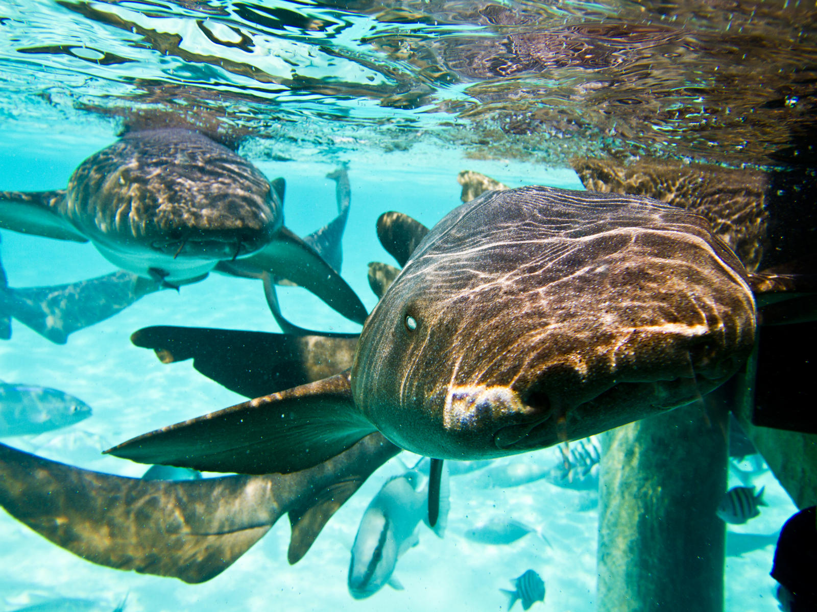 39444 nature, exuma island, Bahamas, sharks .jpg