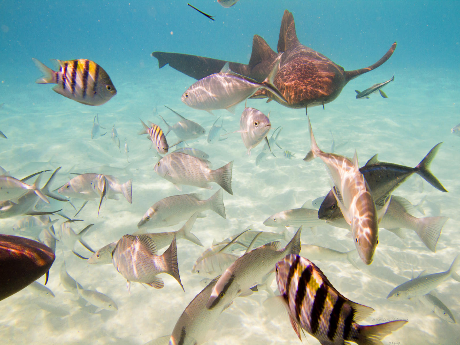 39445  nature, fish bowl, Bahamas, .jpg