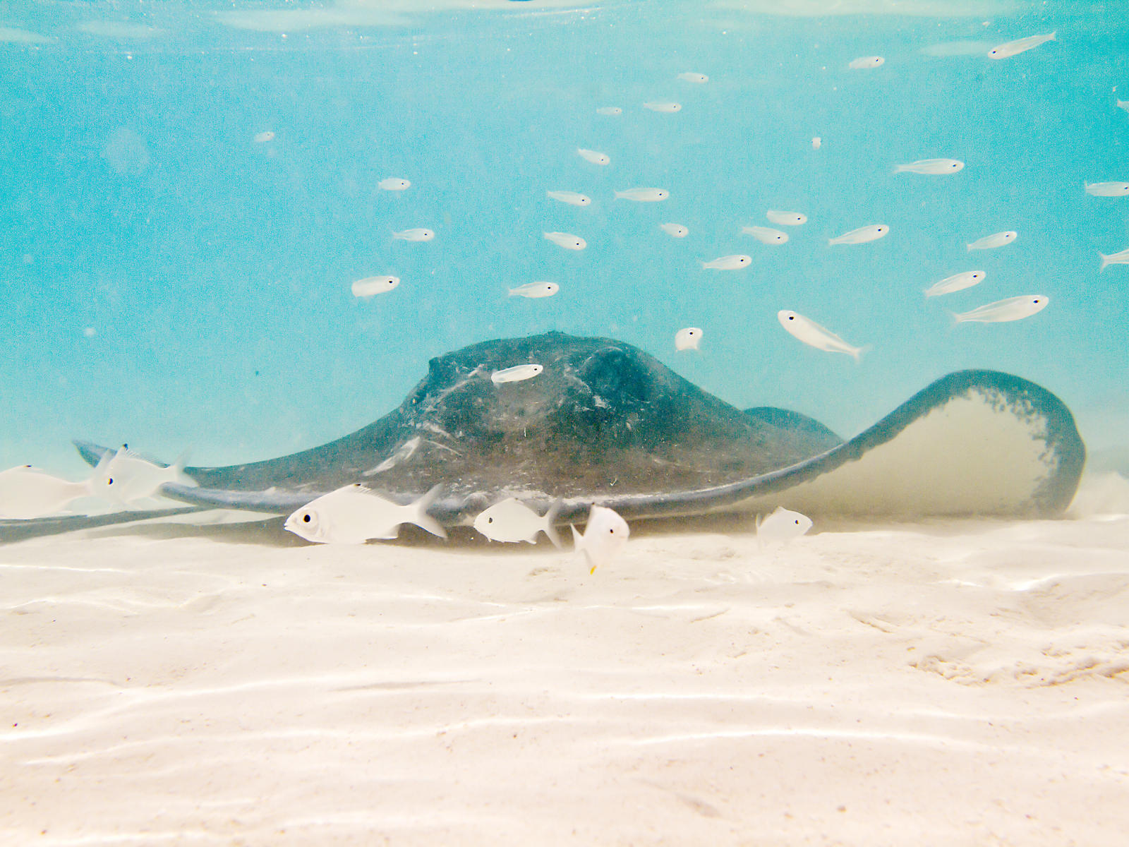 40600 nature, stringray, Bahamas .jpg