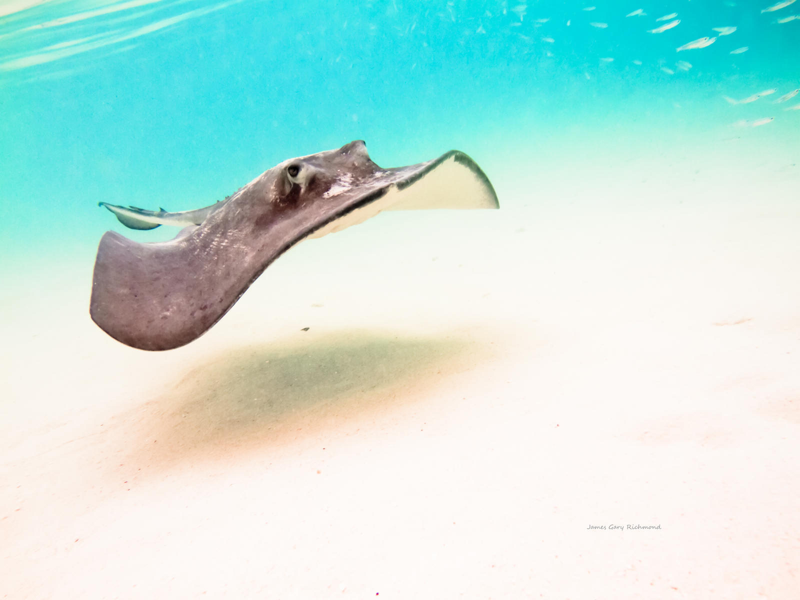 41520 nature, sting ray bahamas .jpg