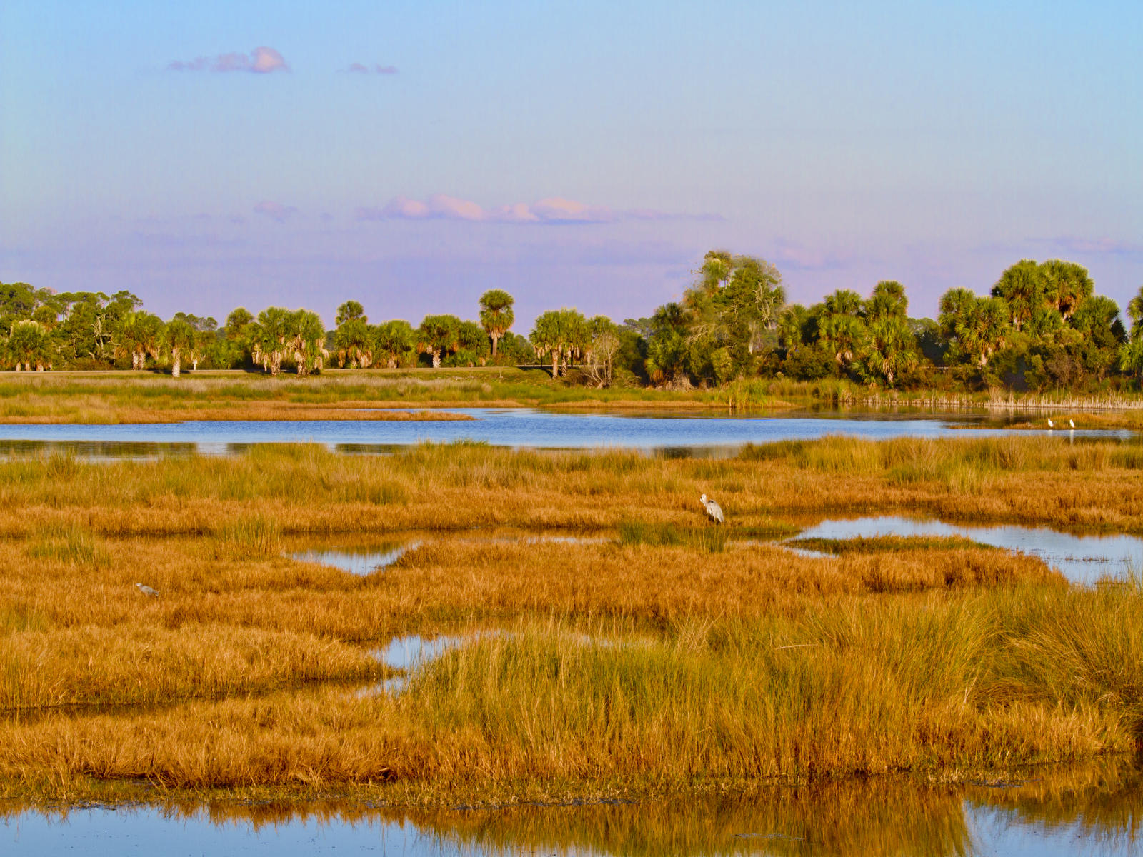 44132 nature, st marks marshes with great blue heron .jpg