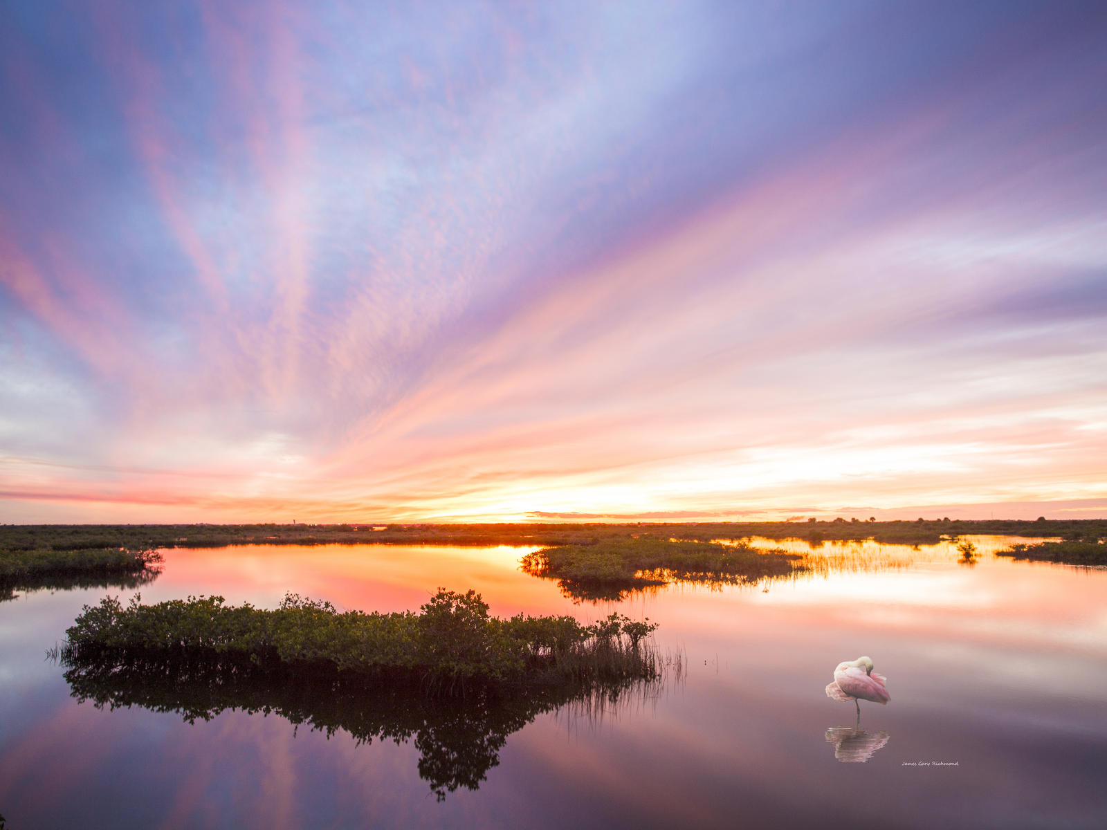 50176 nature, florida wetlands, spoonbills, sunset, .jpg