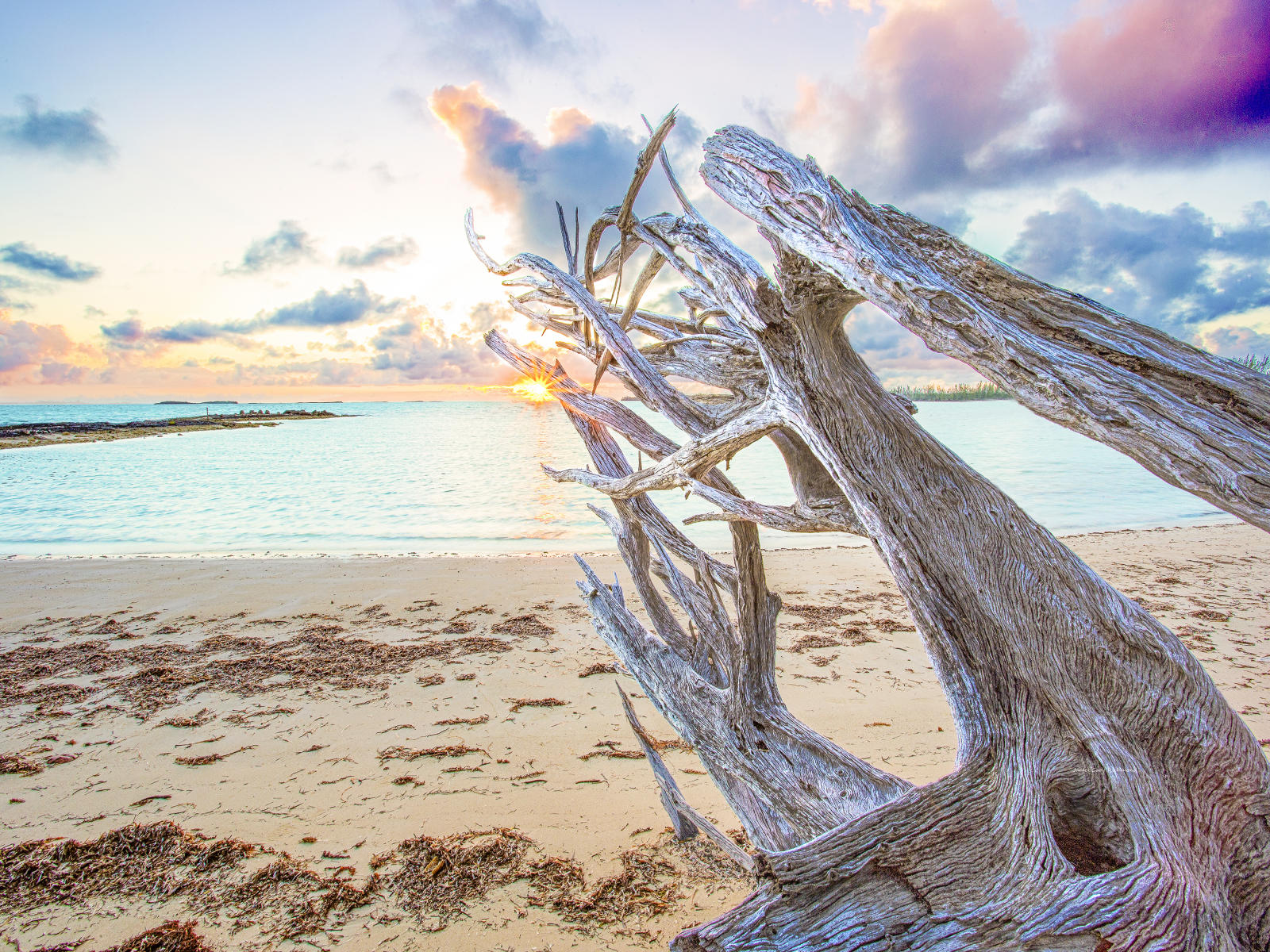 50425 seascape, driftwood, beach, caribbean, bahamas, 9x12.jpg