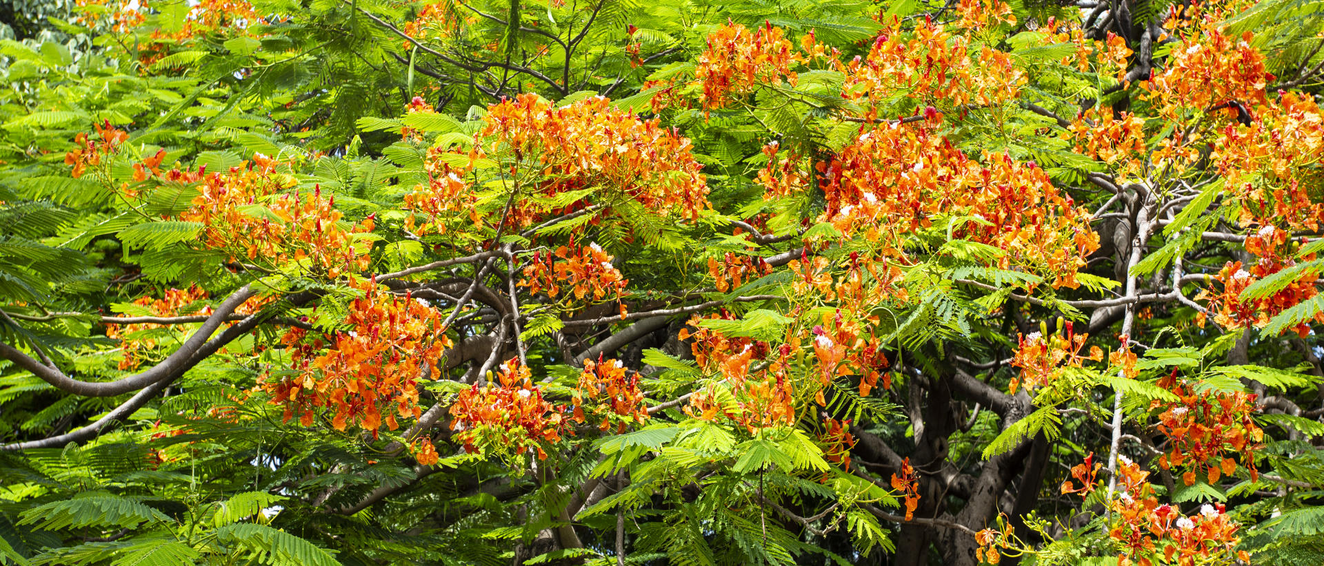 52099p nature, flambouyant tree .jpg