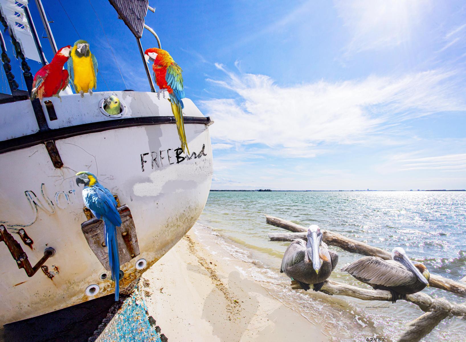 62897 seascape, sailboat, parrots, pelicans, beach, coastal .jpg