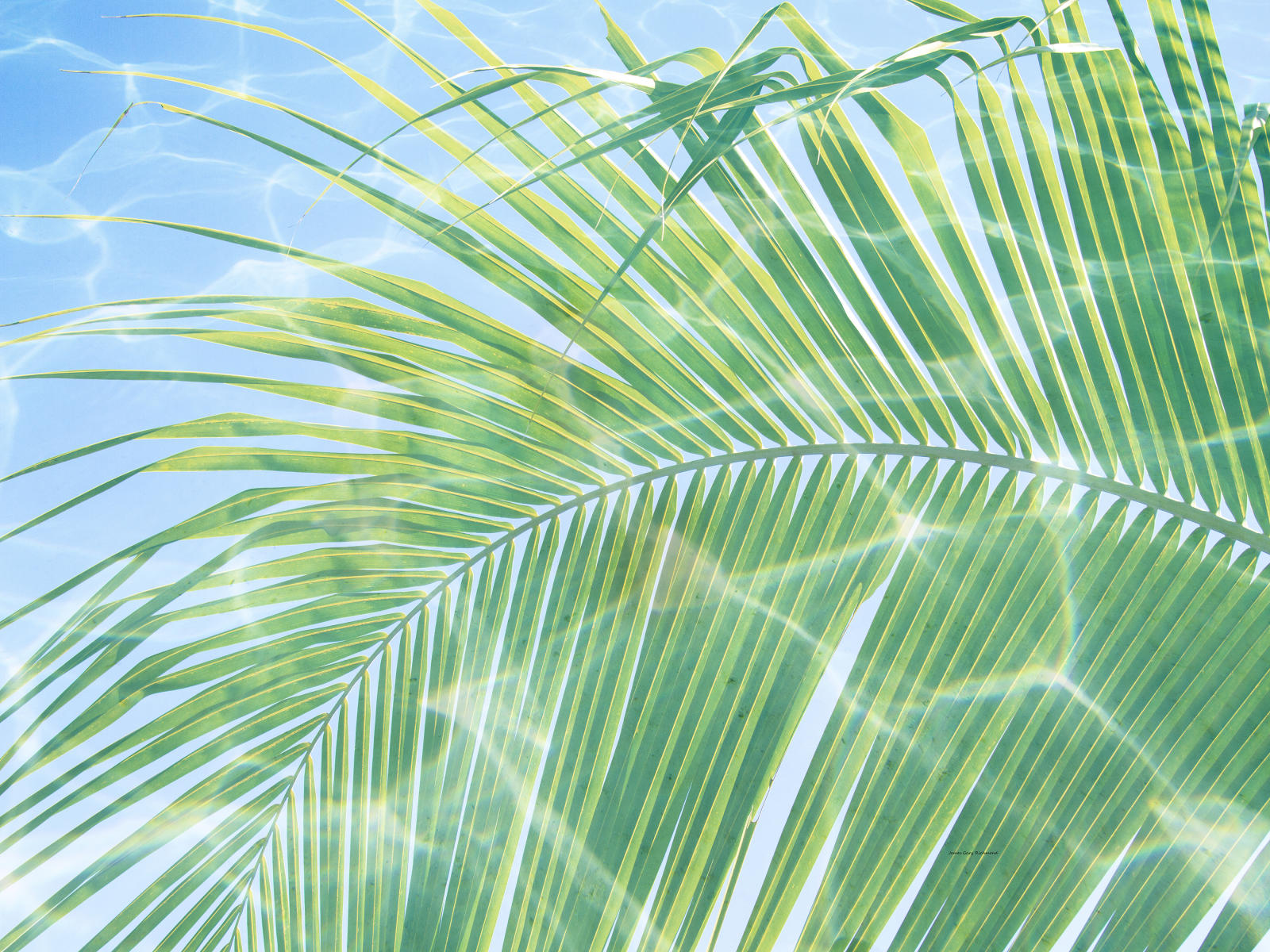 64750 nature, coconut palm leaf, tropical, .jpg