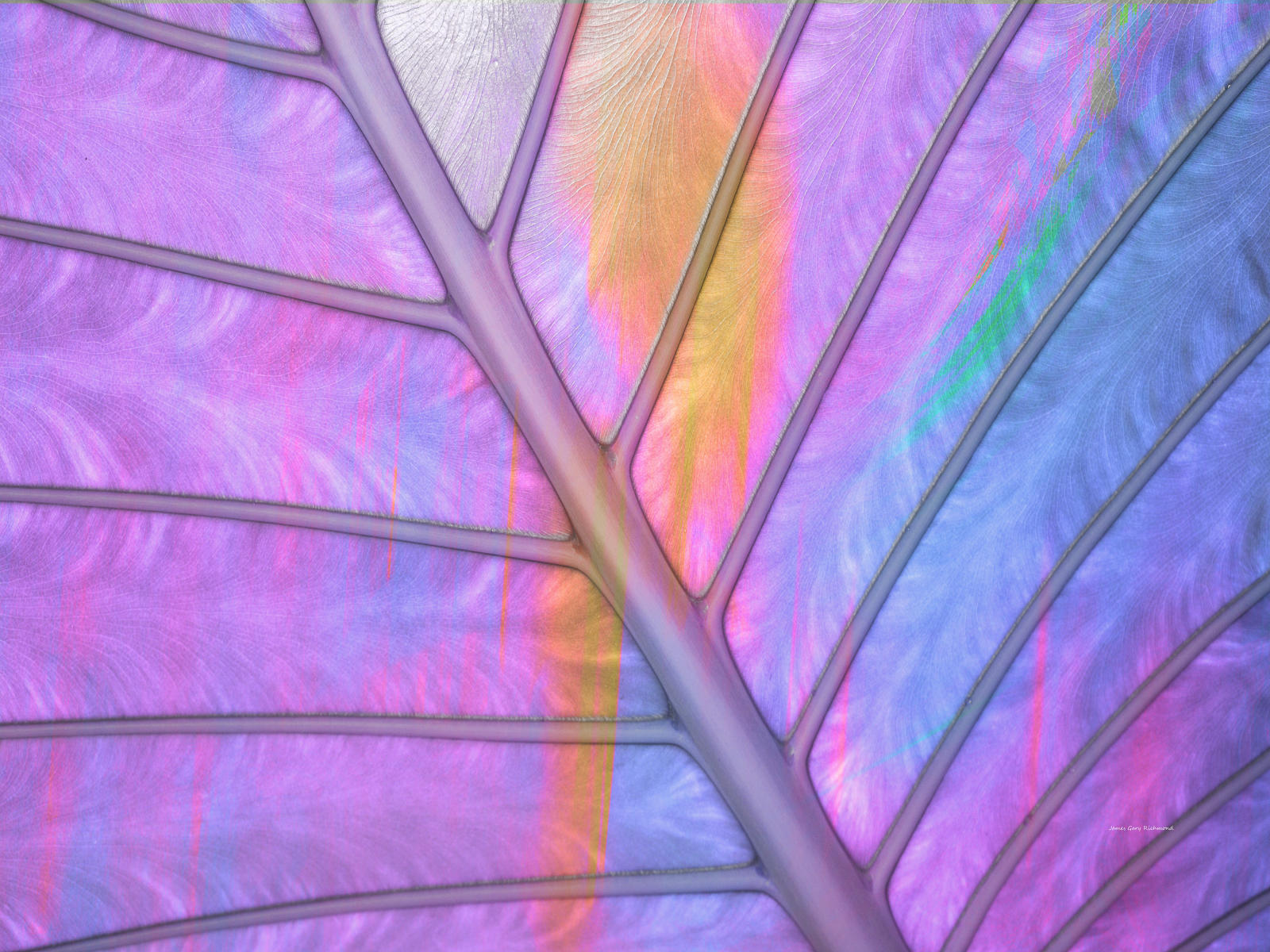 64755 nature painted,  palm leaf, elephant ear, .jpg