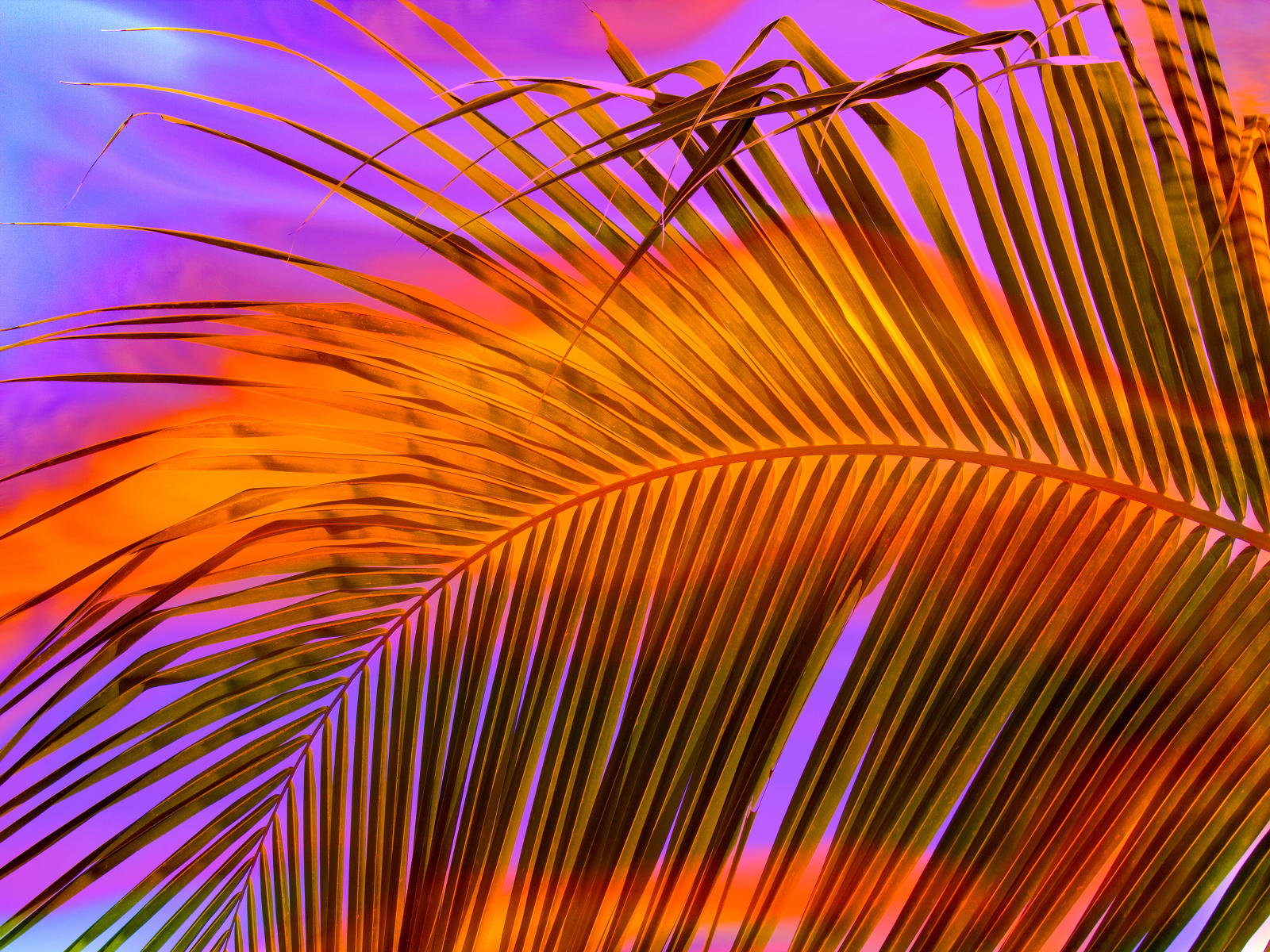 66949 nature  palm leaf .jpg