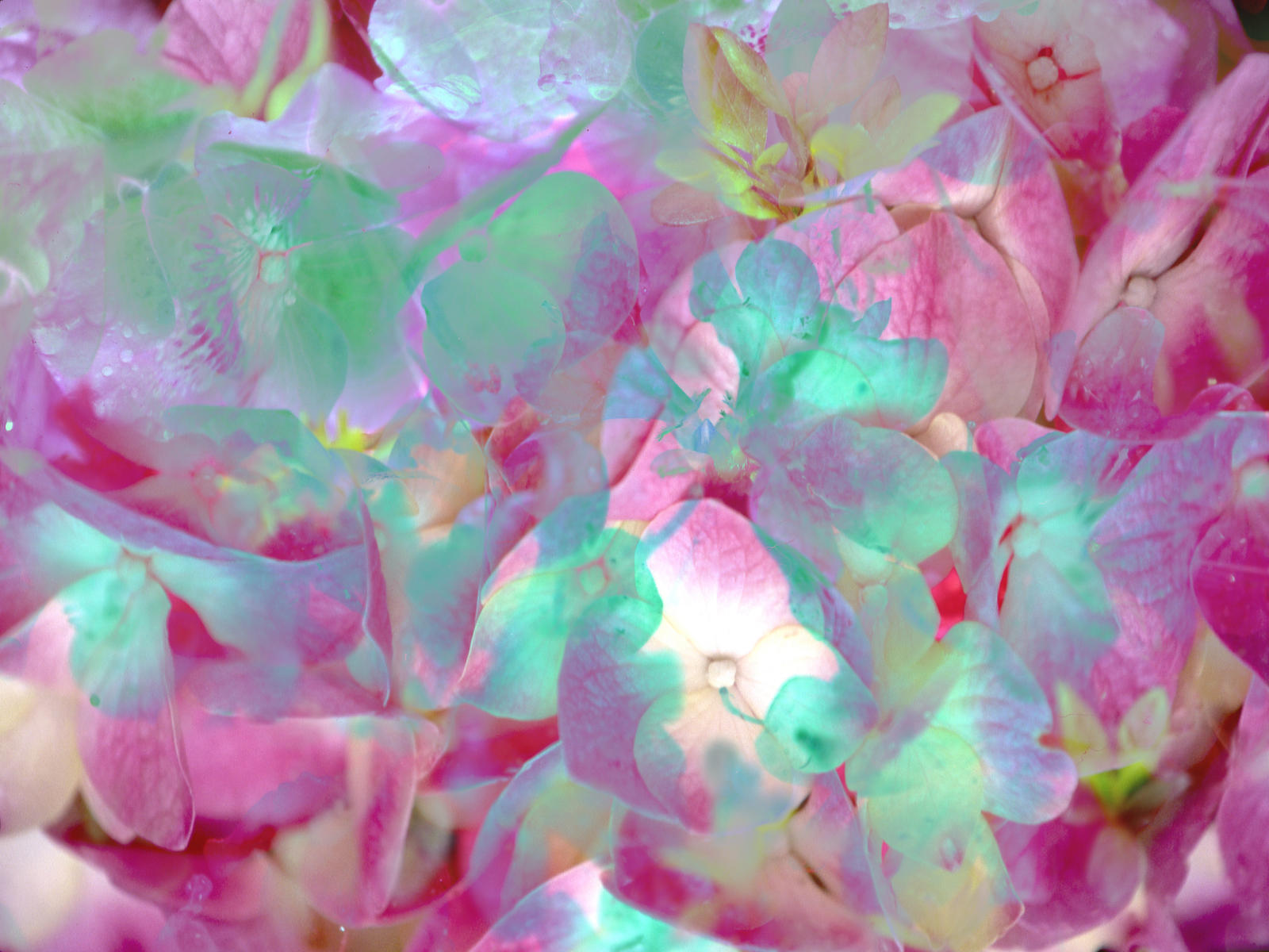 67017  abstract floral .jpg