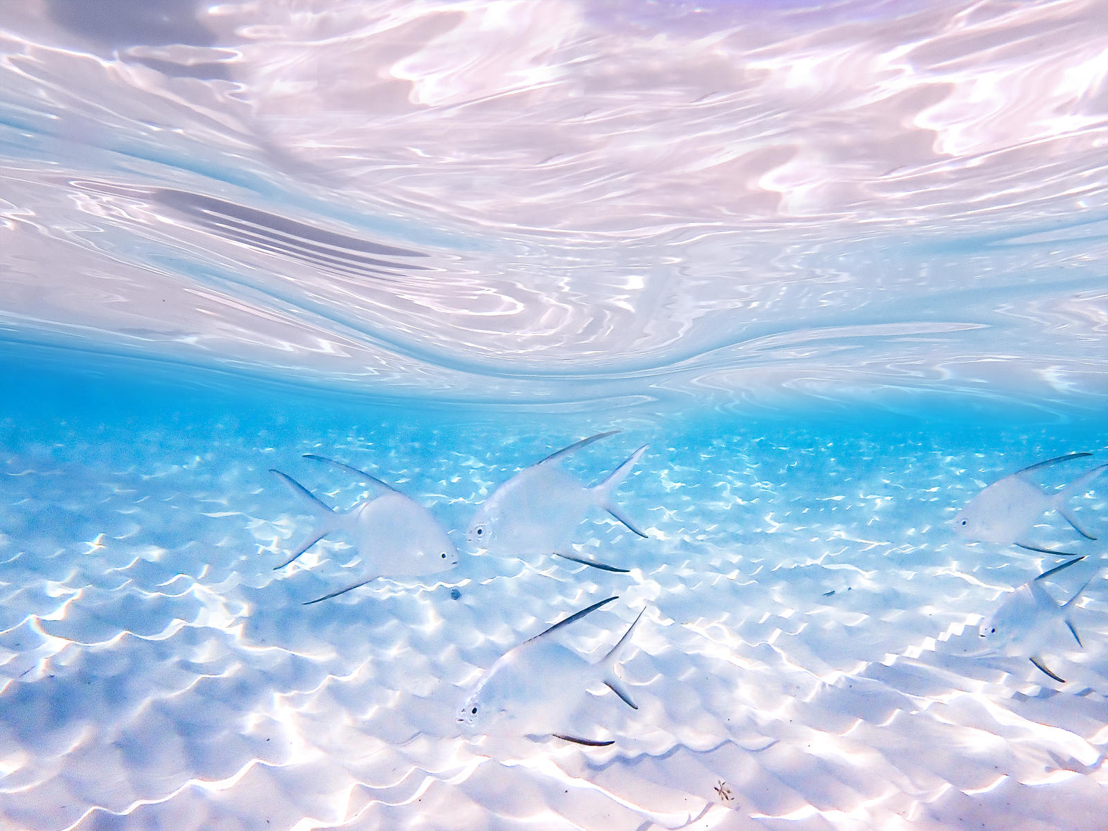 67596 seascape, underwater,  permit fish 9x12.jpg