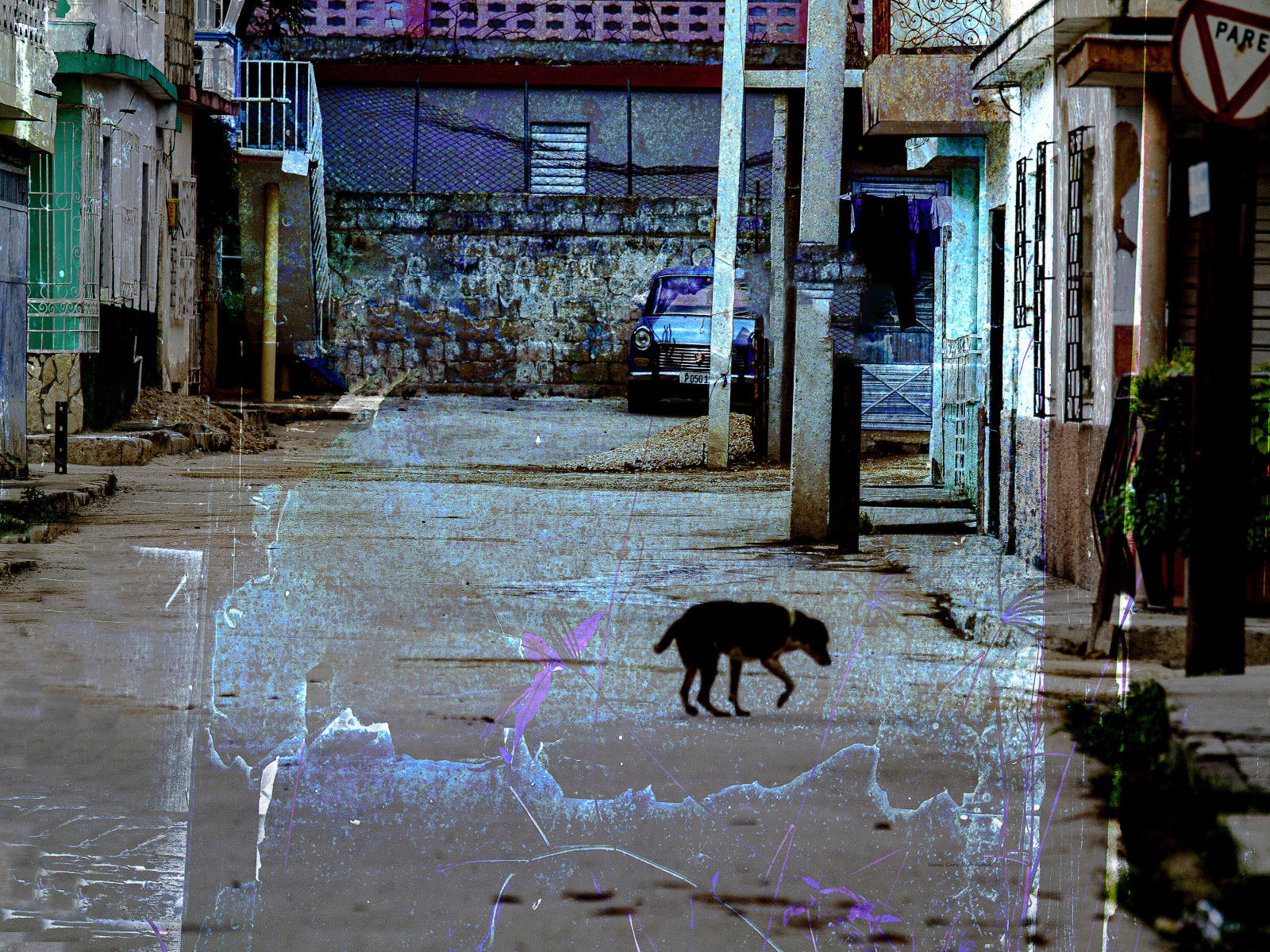 60888 architecture, gritty, dog, artsy .jpg