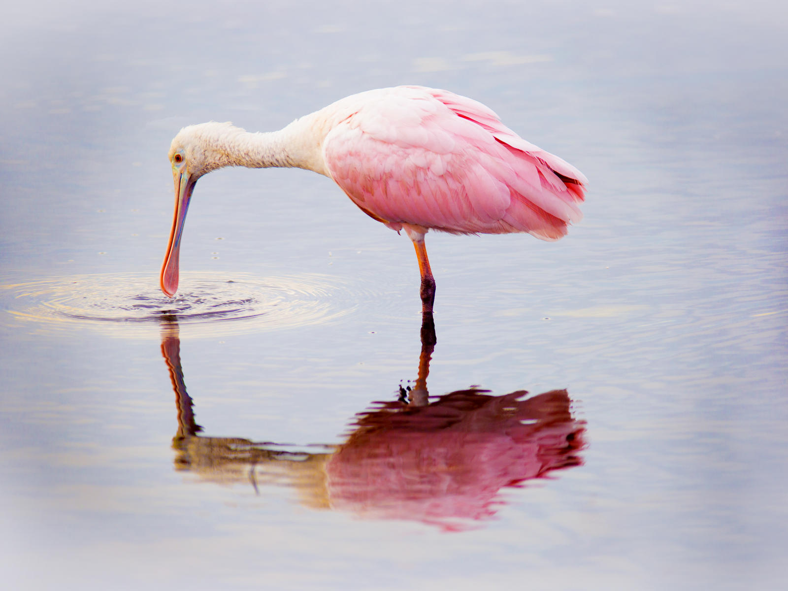 50198 nature, florida wetlands, spoonbills sunsets .jpg