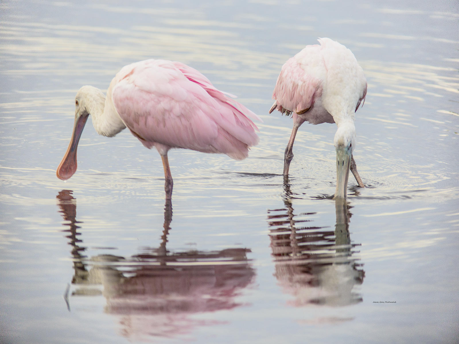 50299 nature, florida wetlands, spoonbills, sunsets, .jpg