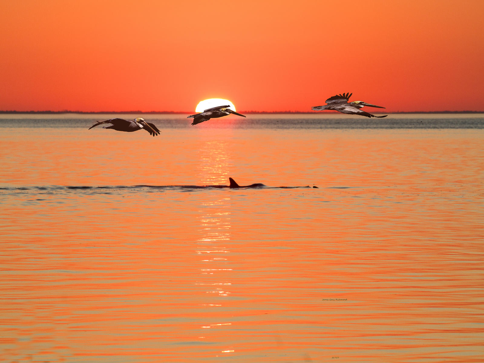 51757 seascape, sunset,  pelicans, porpoise, .jpg
