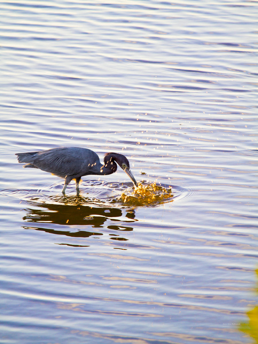 56185 nature, reddish egret fishing, florida wetlands .jpg
