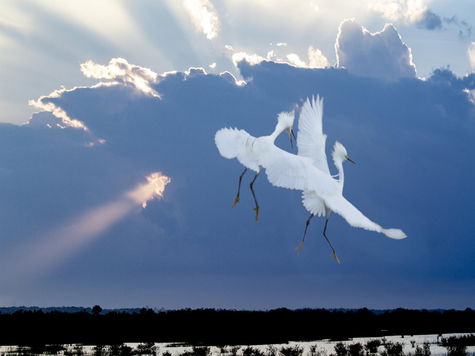 56450  nature,  egrets,   .jpg