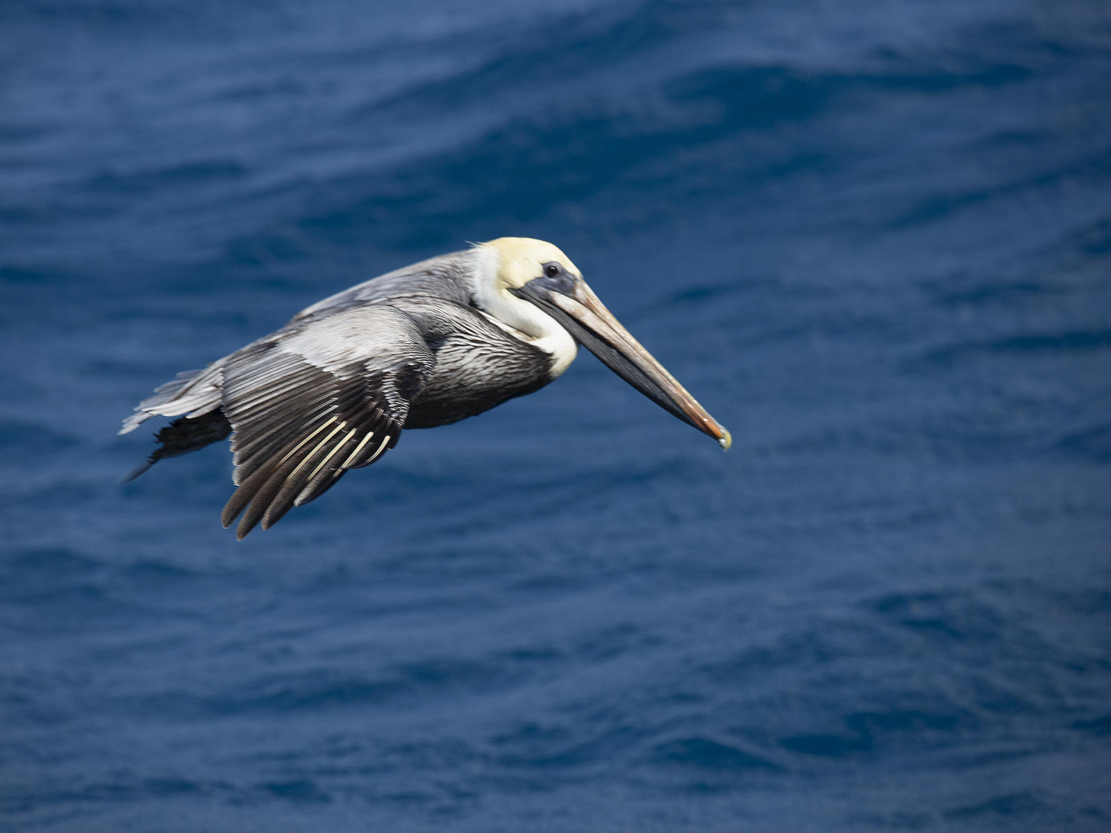 58651  nature, pelicans .jpg