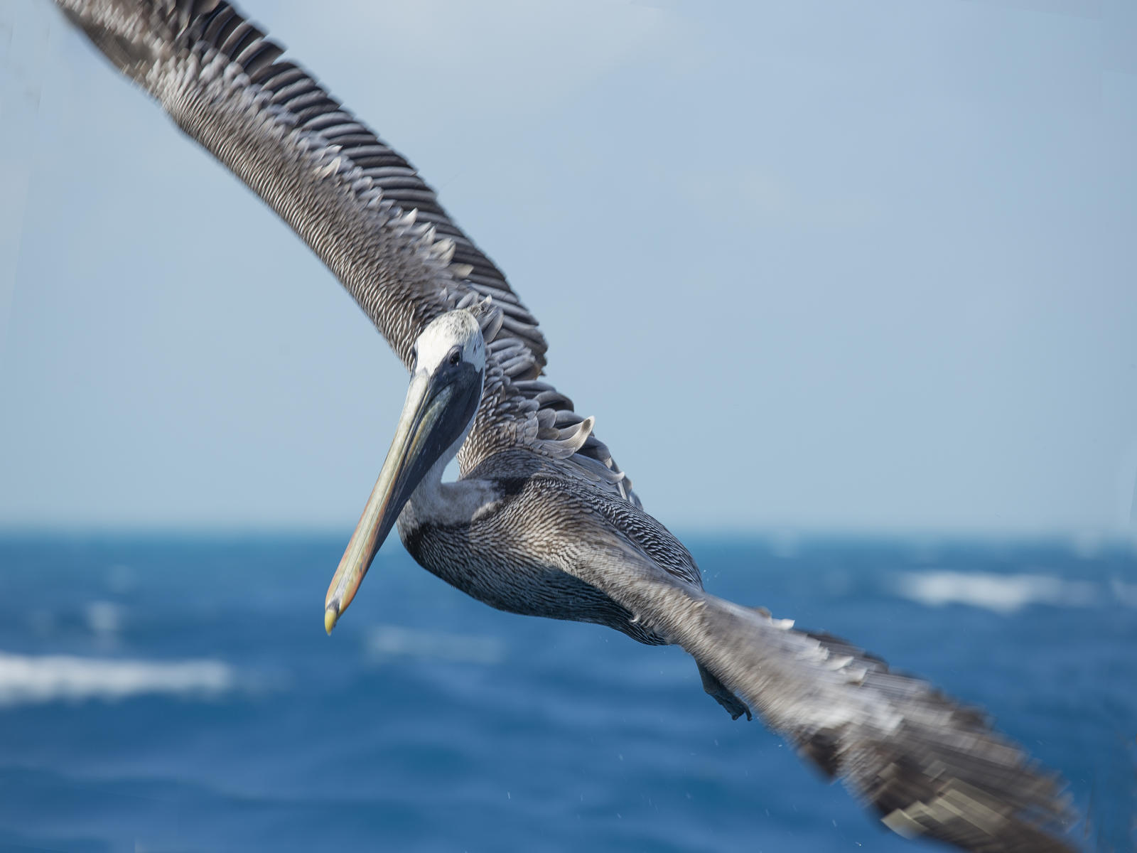 58683  nature, pelicans_.jpg