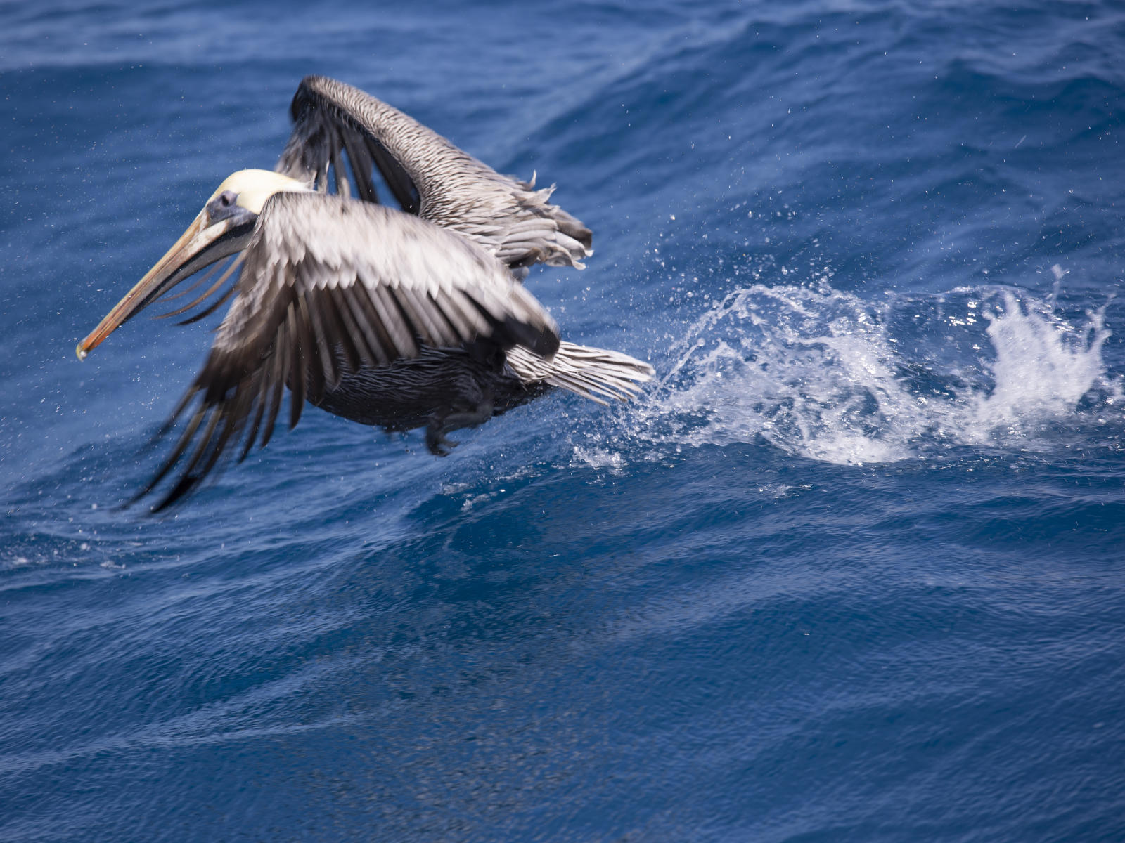 58731  nature, pelicans .jpg