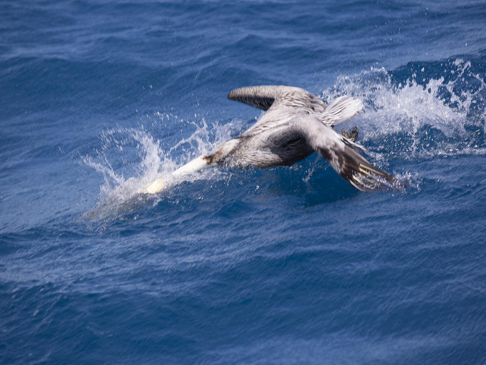 58733  nature, pelicans.jpg