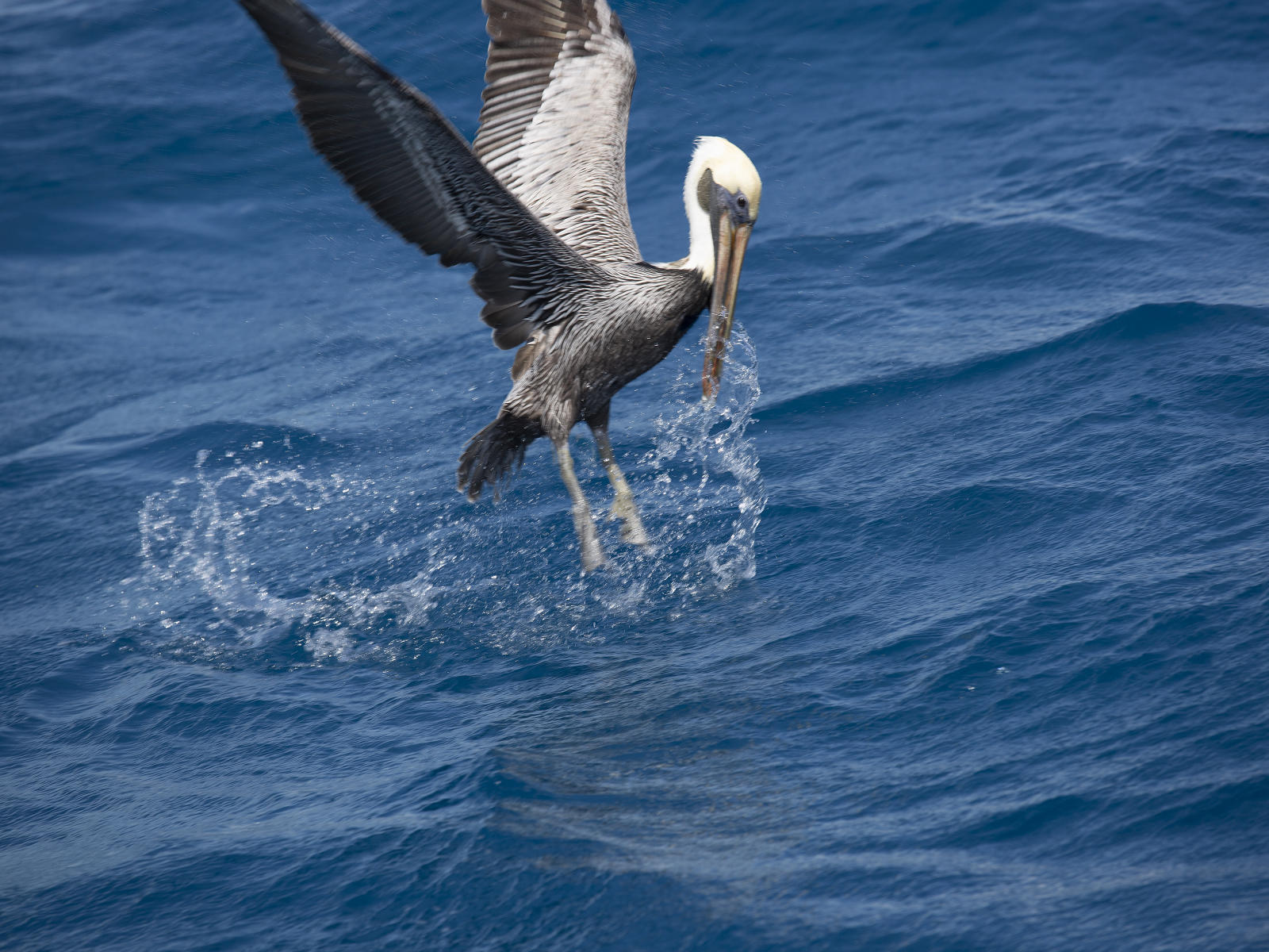 58740  nature, pelicans.jpg