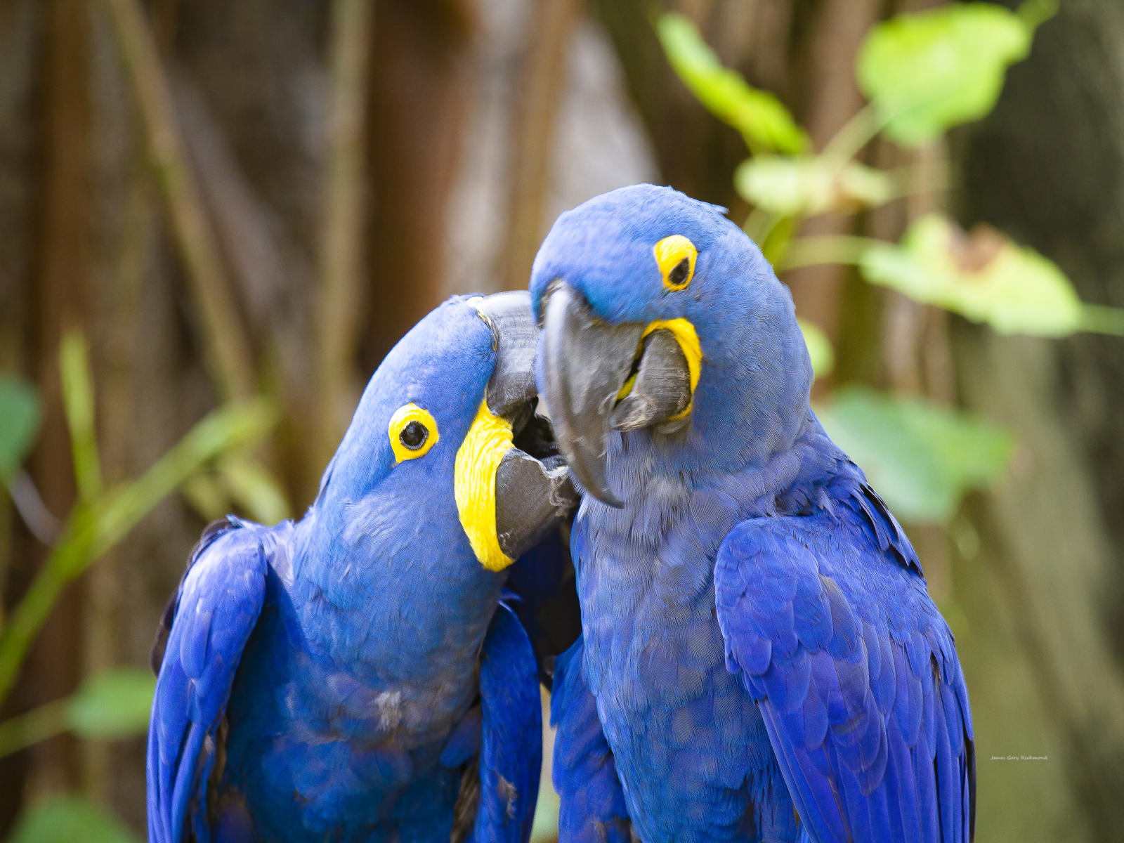 58822 nature,  parrots, .jpg