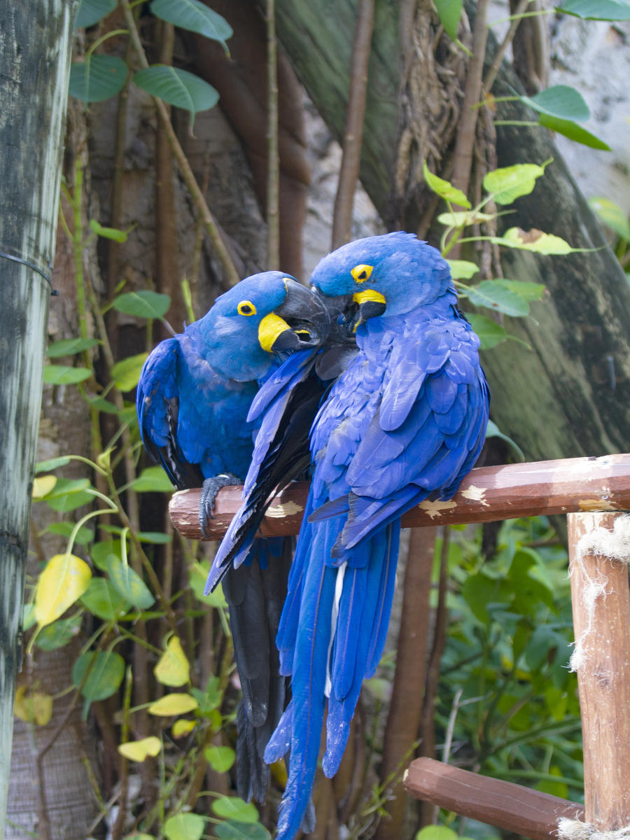 58857  nature, parrots .jpg