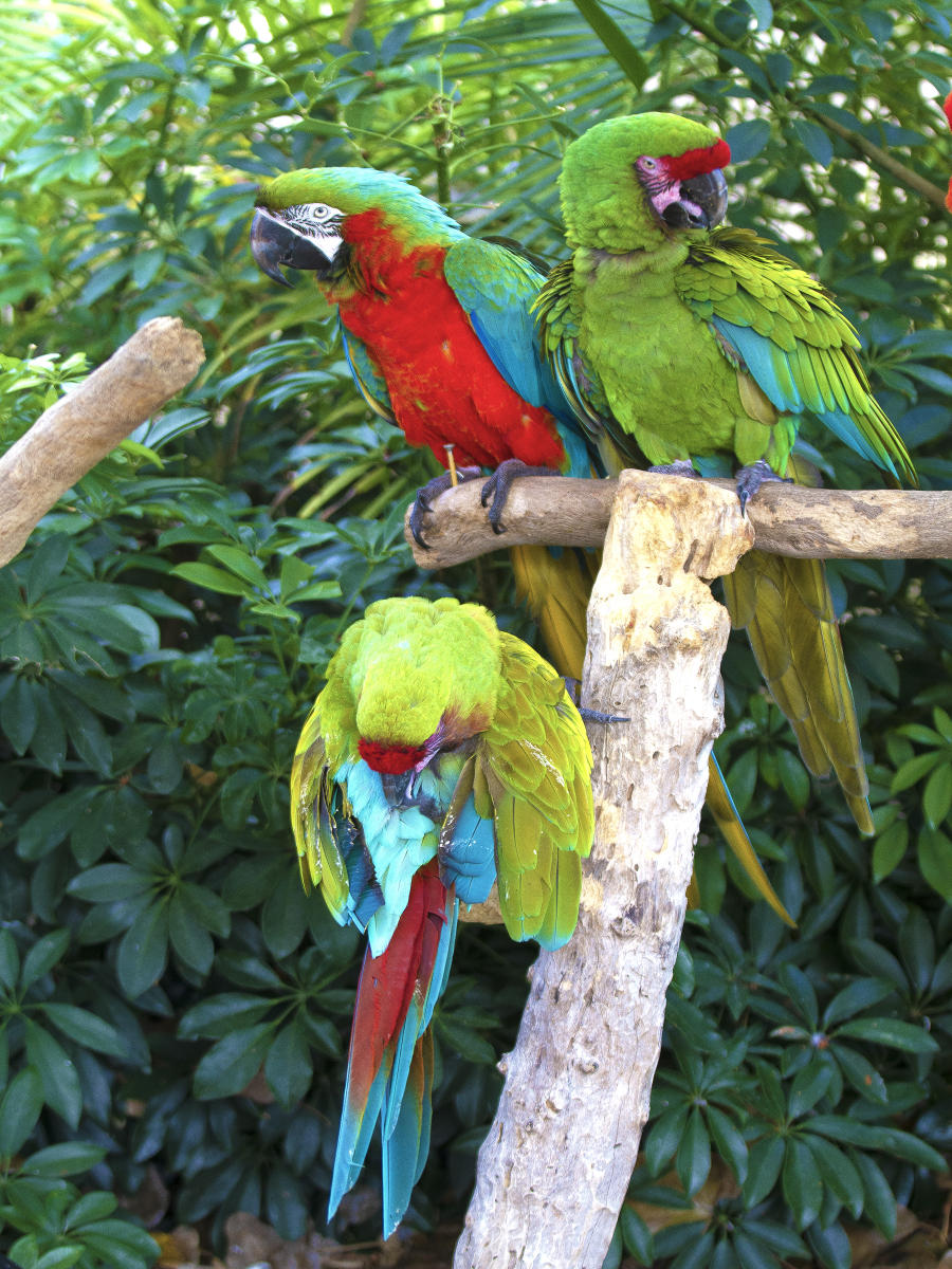 58903  nature, parrots .jpg