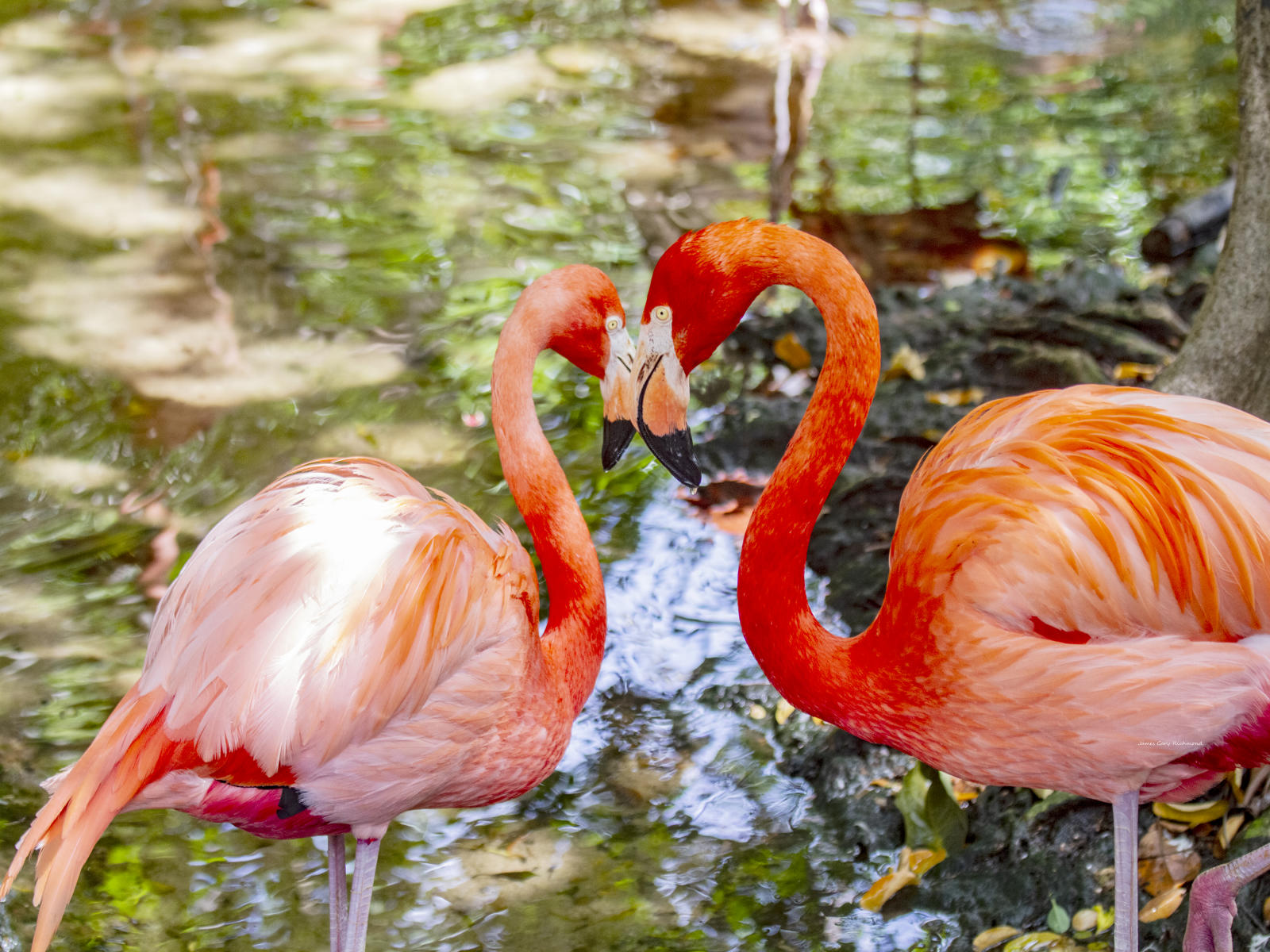 58921 nature,  flamingoes, .jpg