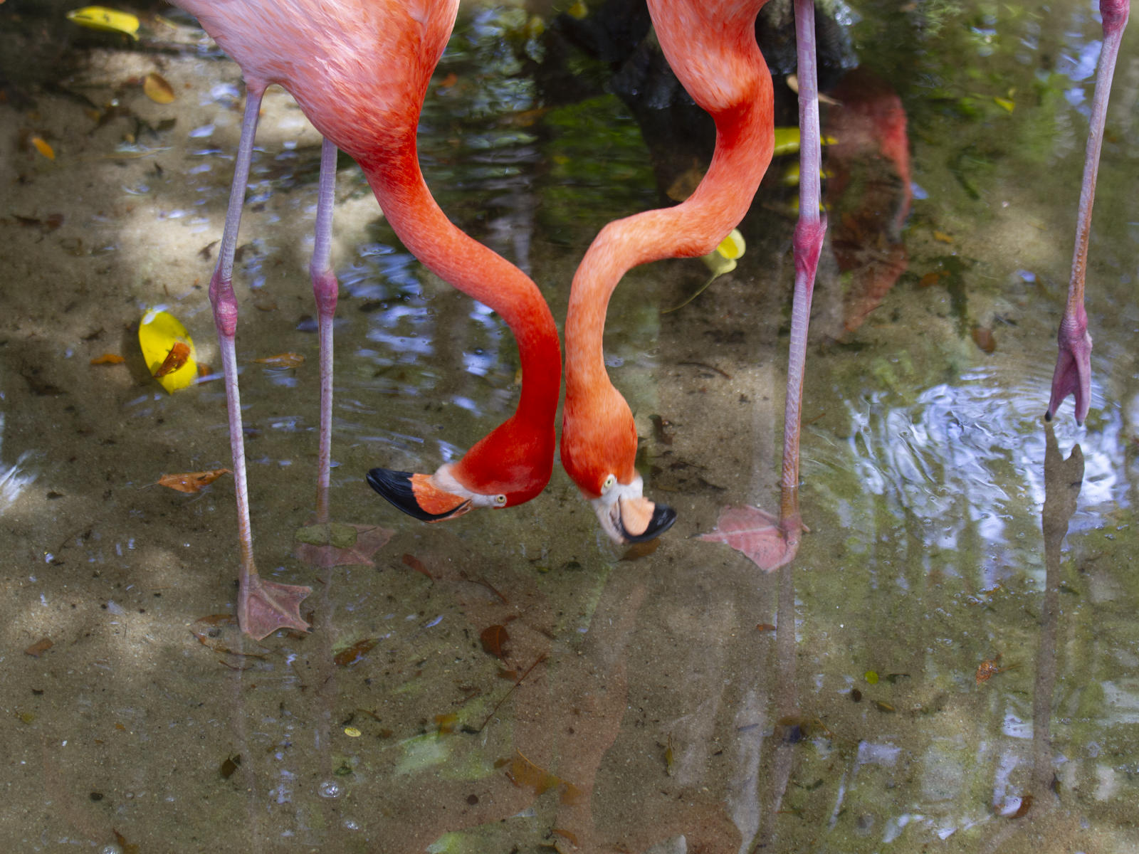 58958  nature, flamingoes .jpg