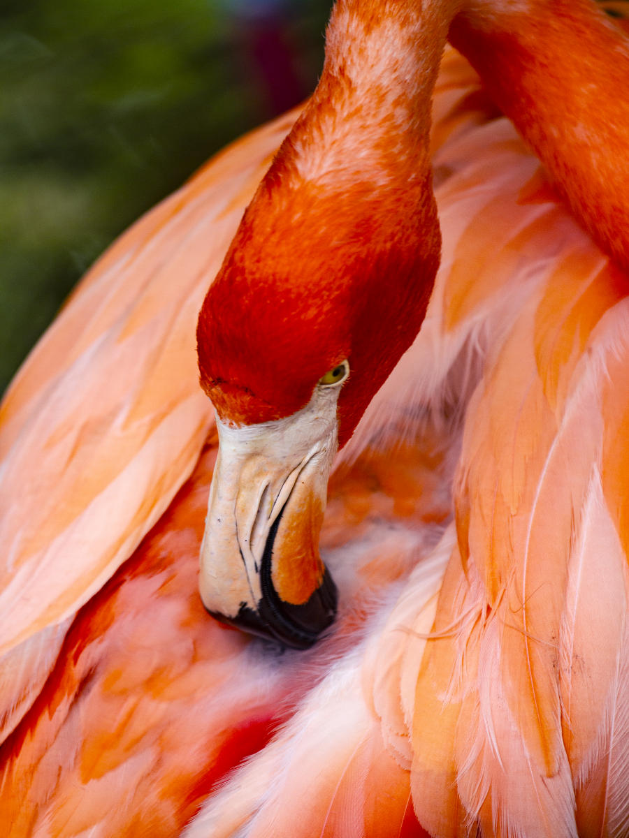 58968 nature, flamingoes .jpg