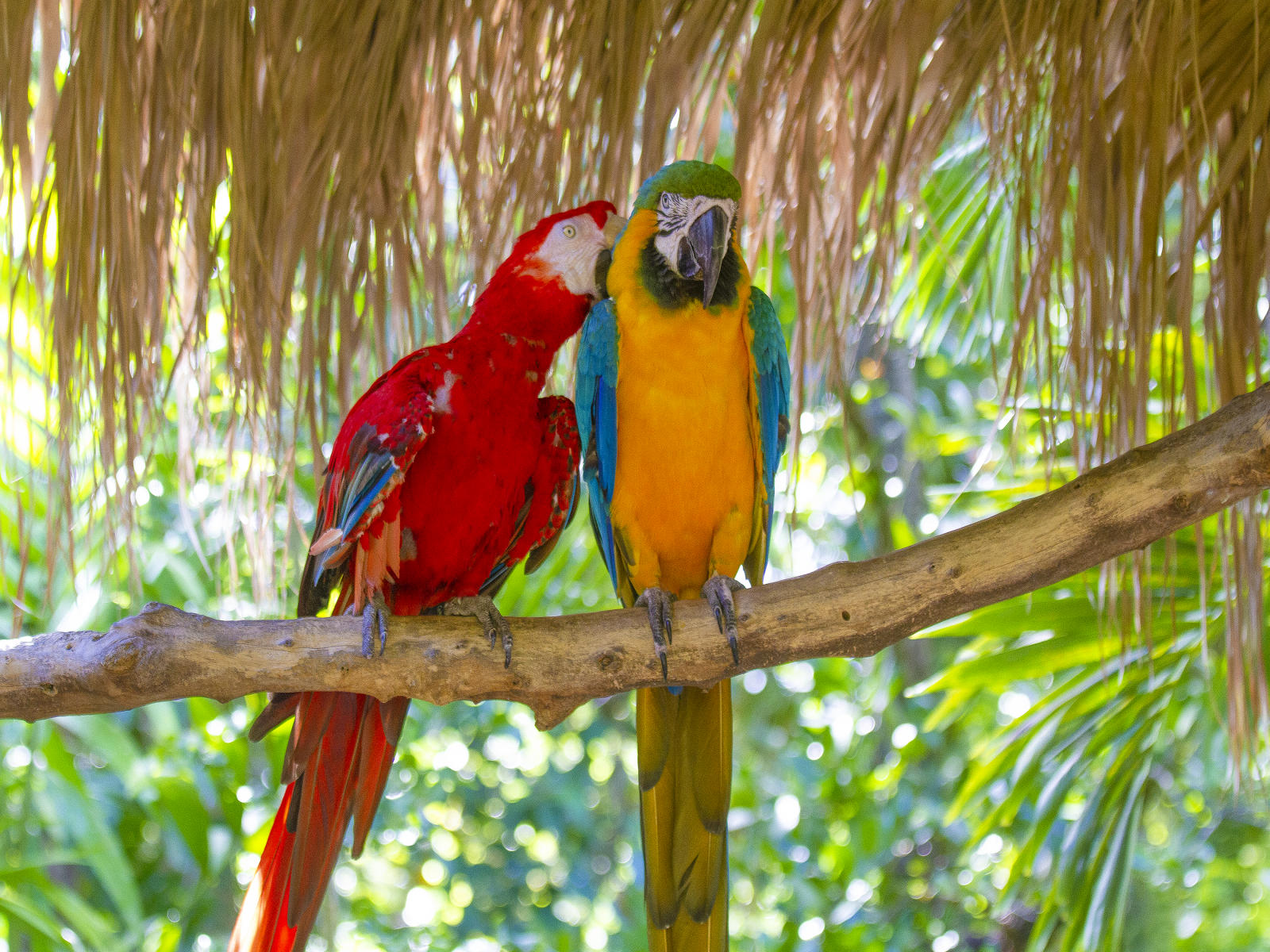 59169 nature,  parrot .jpg